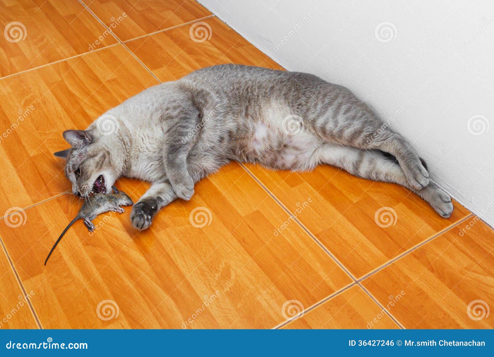 Rat De Mise A Mort De Chat Photo Stock Image Du Felin
