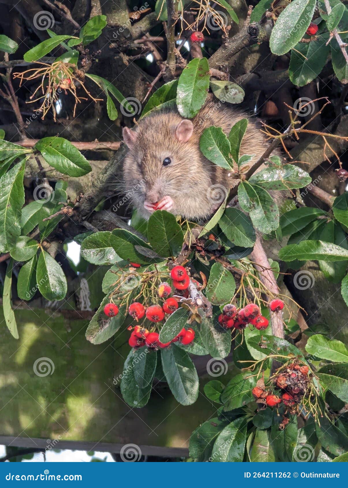 Rat eating berries stock photo. Image of morning, winter 264211262