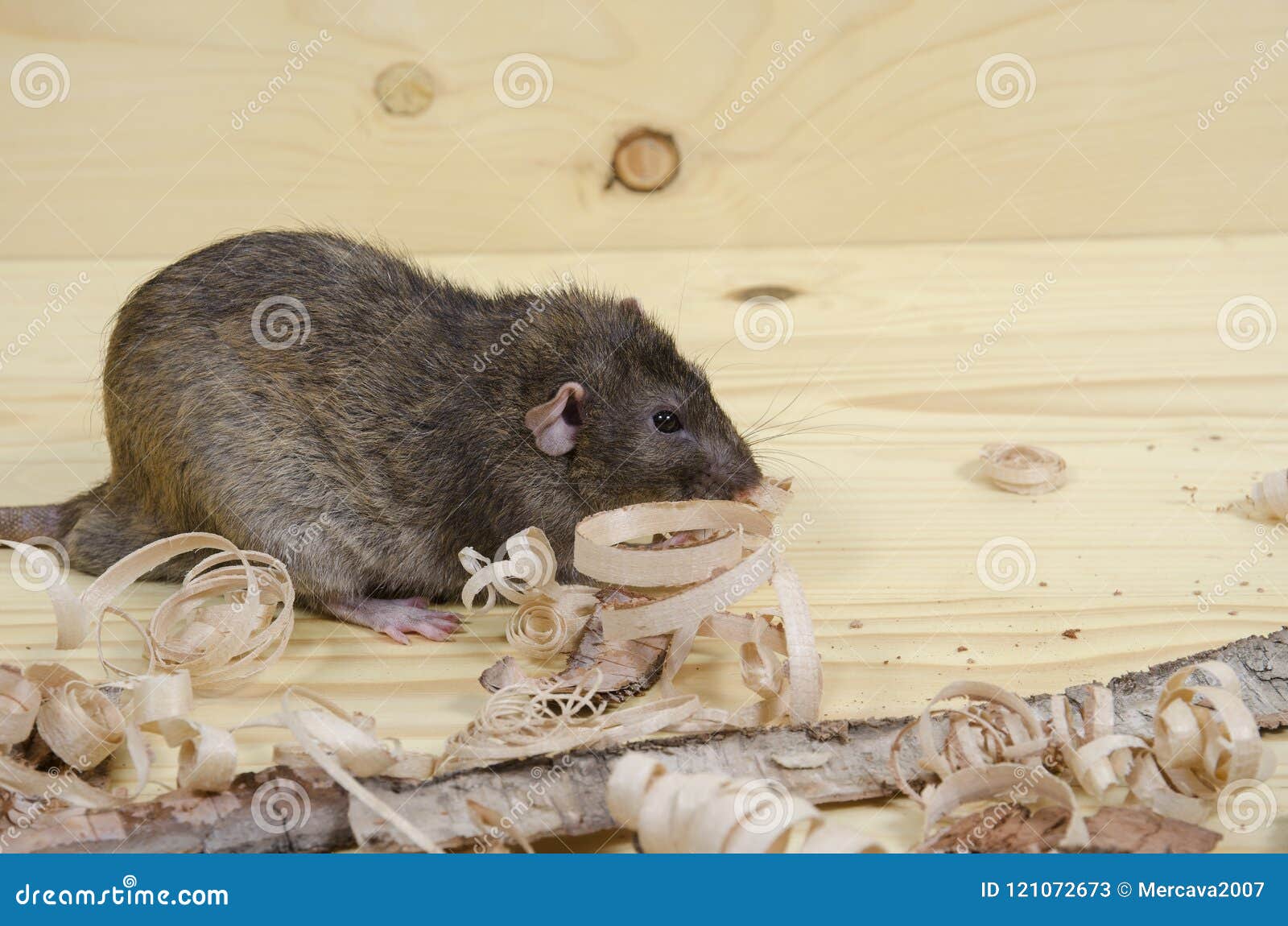 Rat eats birch bark. stock image. Image of closeup, funny 121072673