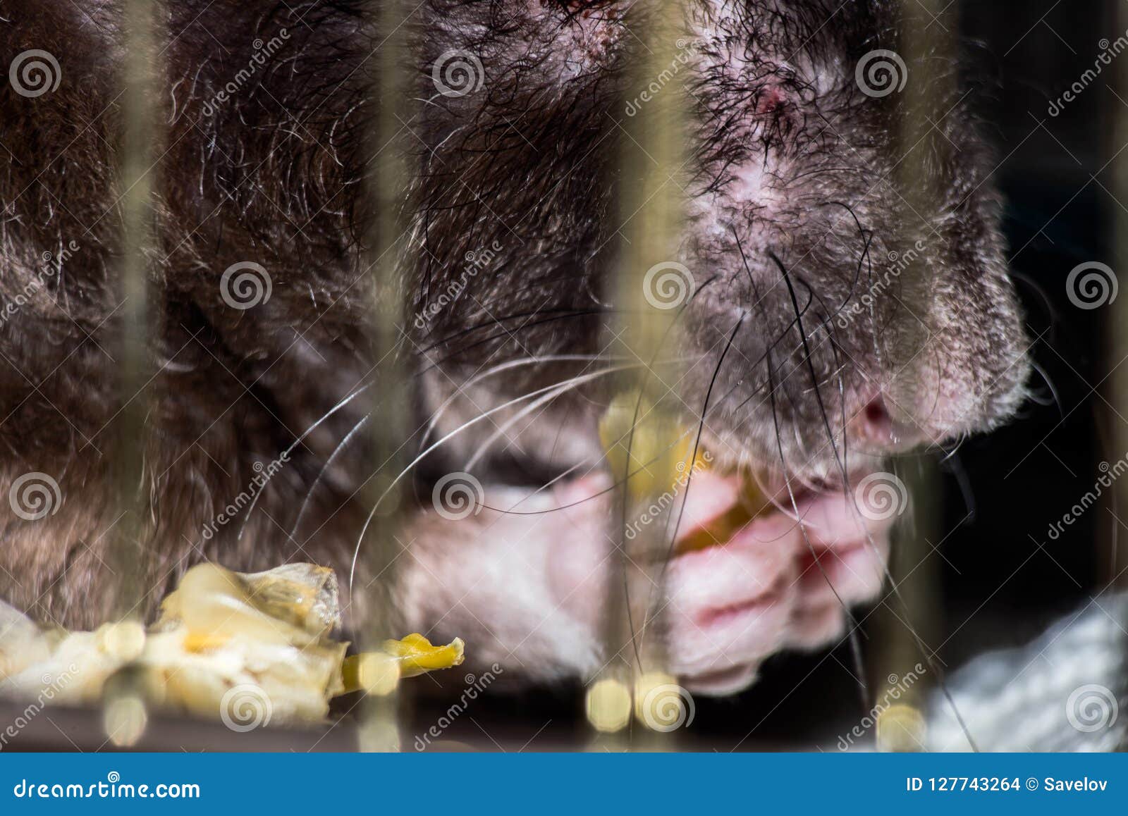 The Rat Eats in a Cage is Close Stock Photo Image of color, mouse 127743264