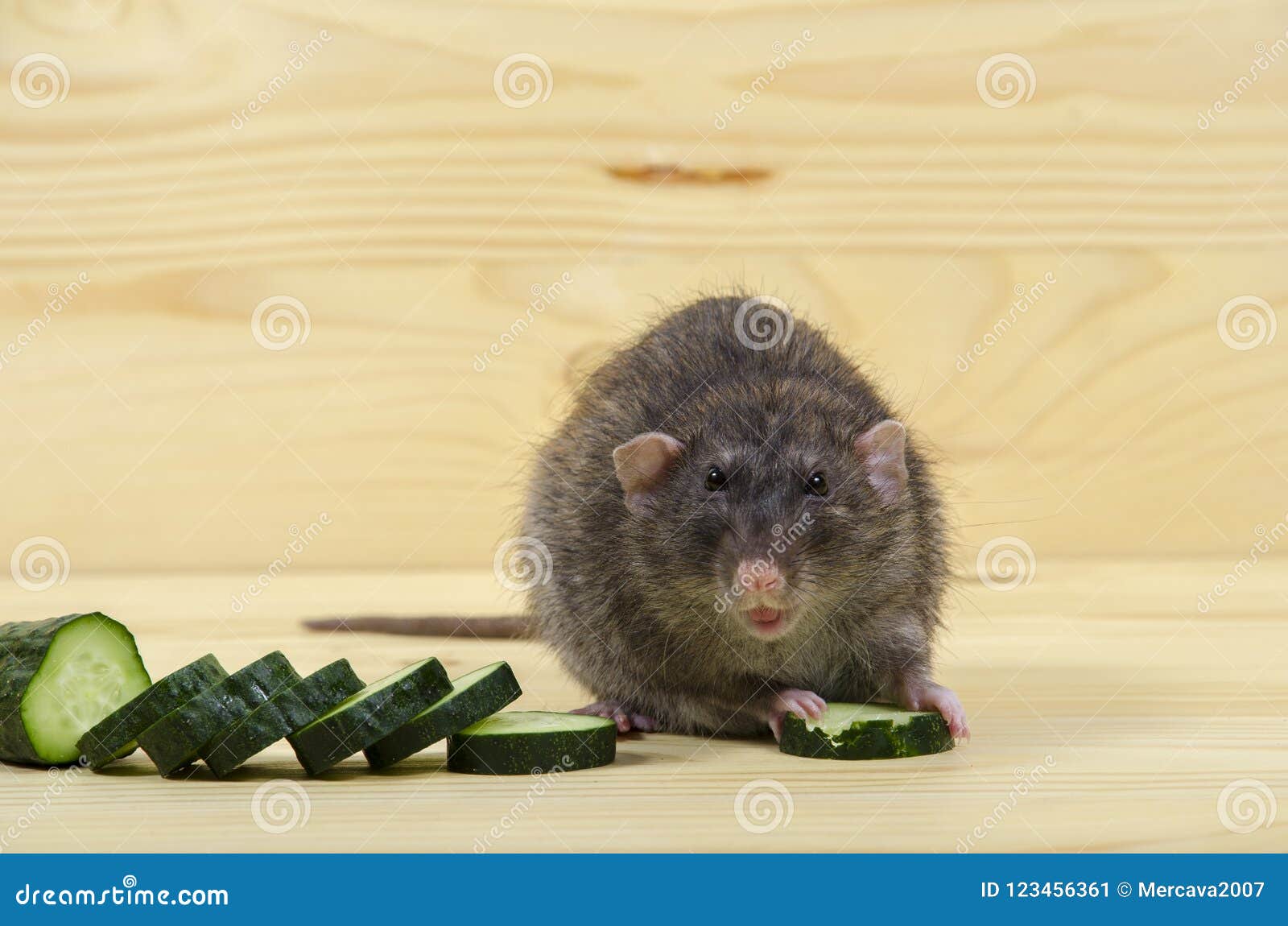 Rat eats a cucumber. stock image. Image of nature, animal 123456361