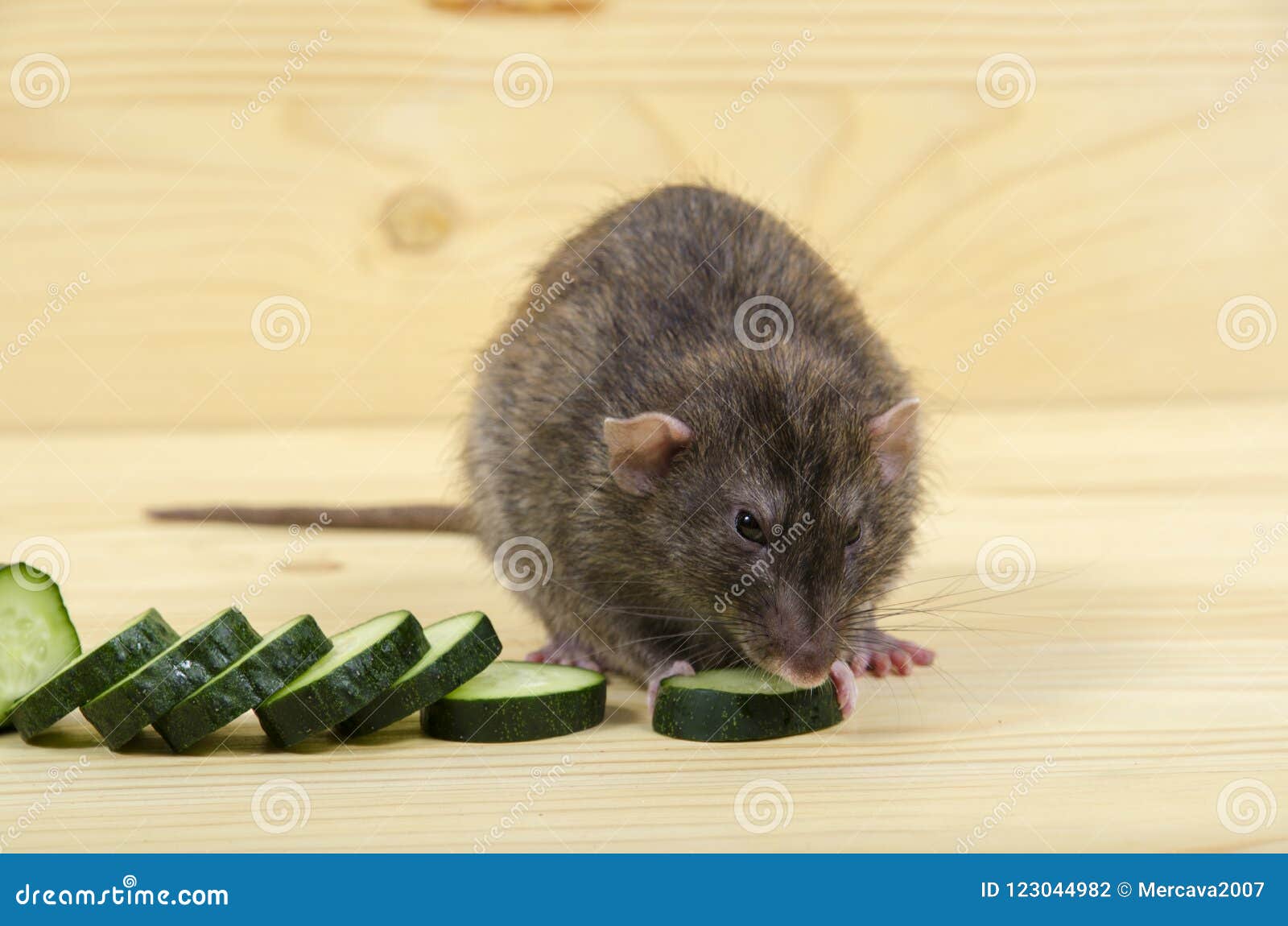 Rat eats a cucumber. stock photo. Image of eats, cucumber 123044982