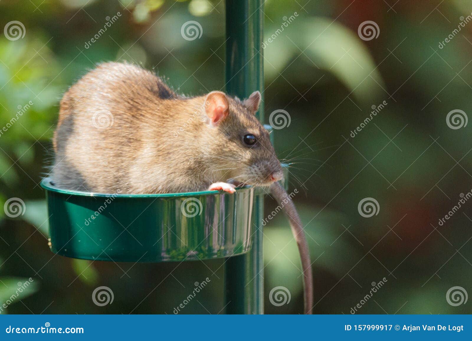 A Rat is Enjoying Food in a Bird Feeder Stock Image Image of food