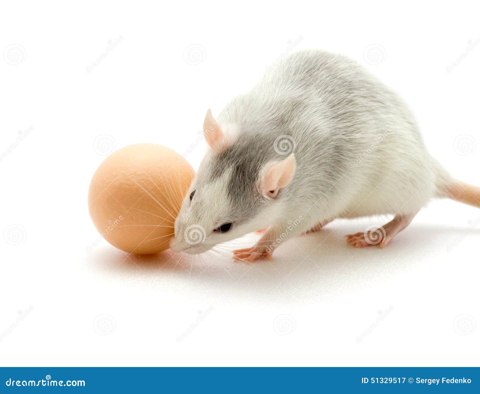 Comment Un Rat Emporte Un Oeuf Rat et oeuf image stock. Image du durée, nourriture, gris - 51329517