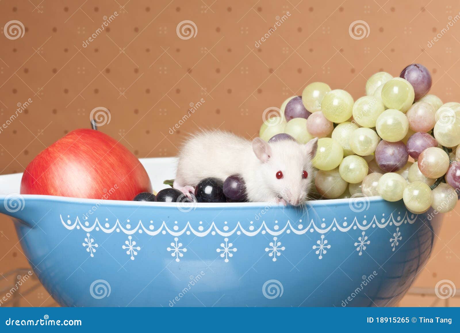 Rat in Fruit Bowl stock image. Image of grapes, albino 18915265