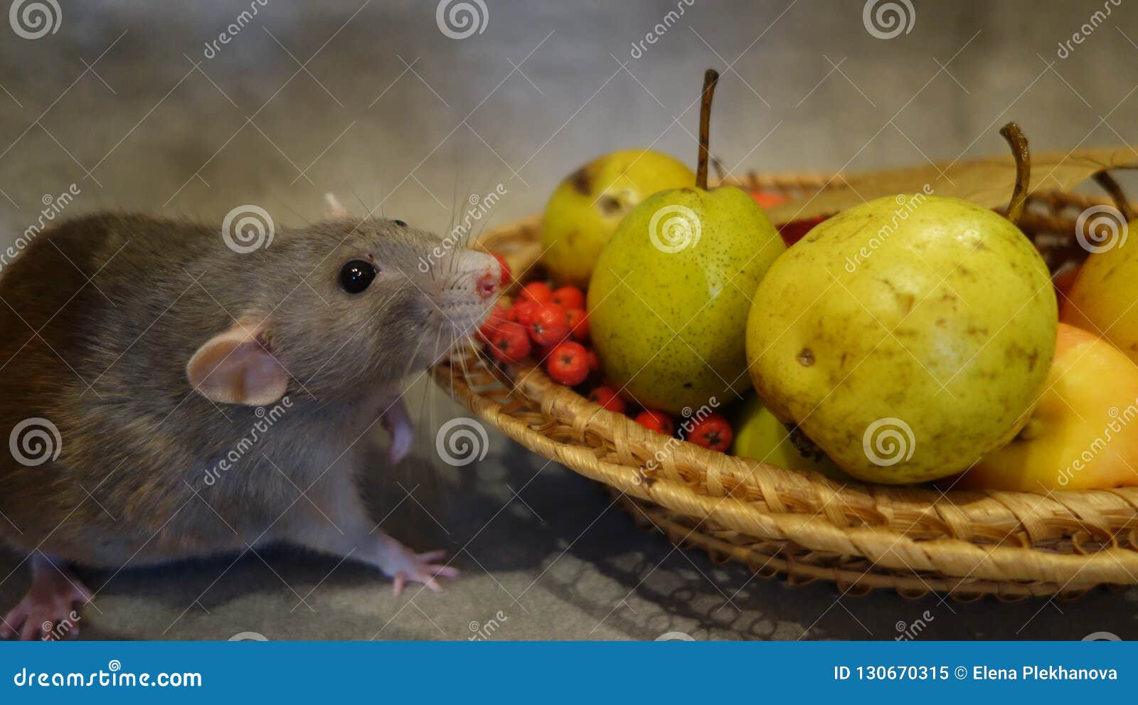 Rat and fruit stock image. Image of green, mountain 130670315