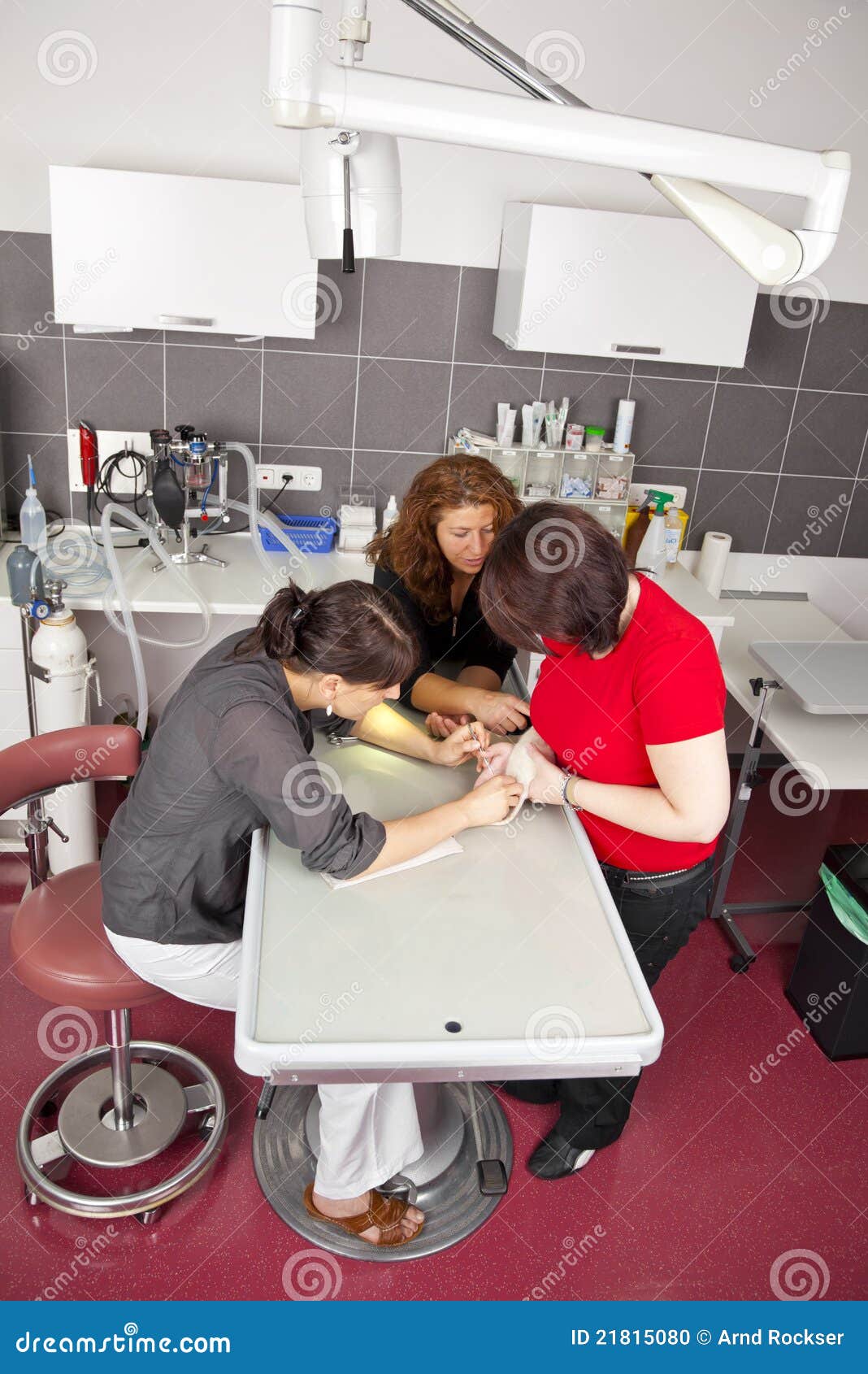 Rat Getting Surgery at Veterinarian Stock Photo Image of cutting