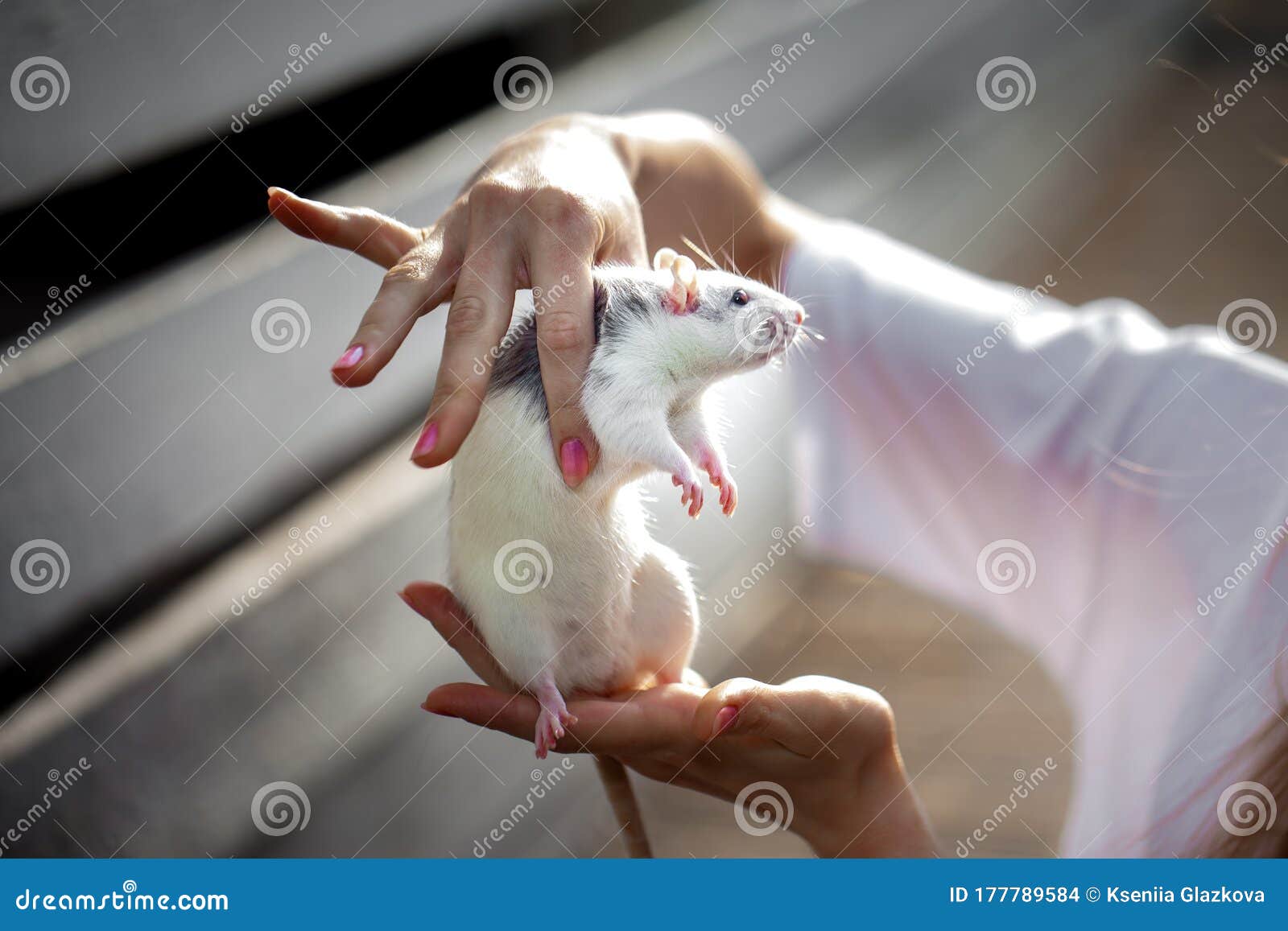 Rat in the Hands of Man. Cute Rat, Symbol 2020 Where Stock Photo ...