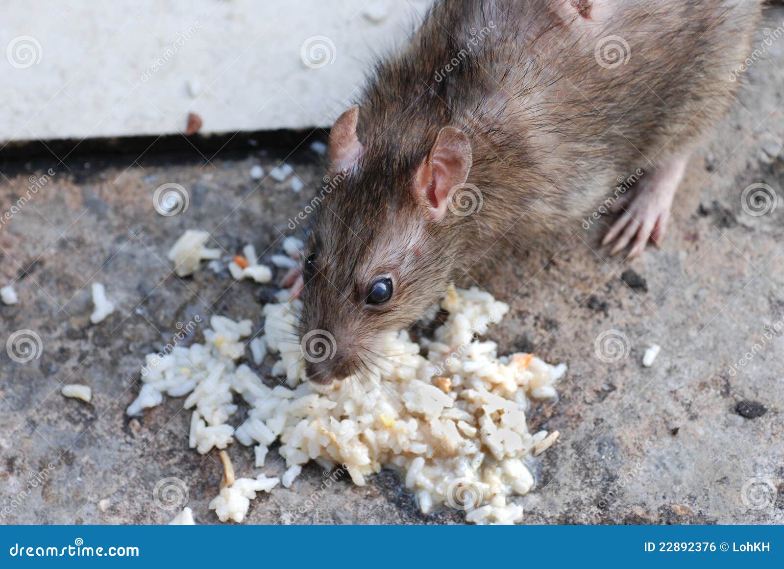 Почему крыса пищит