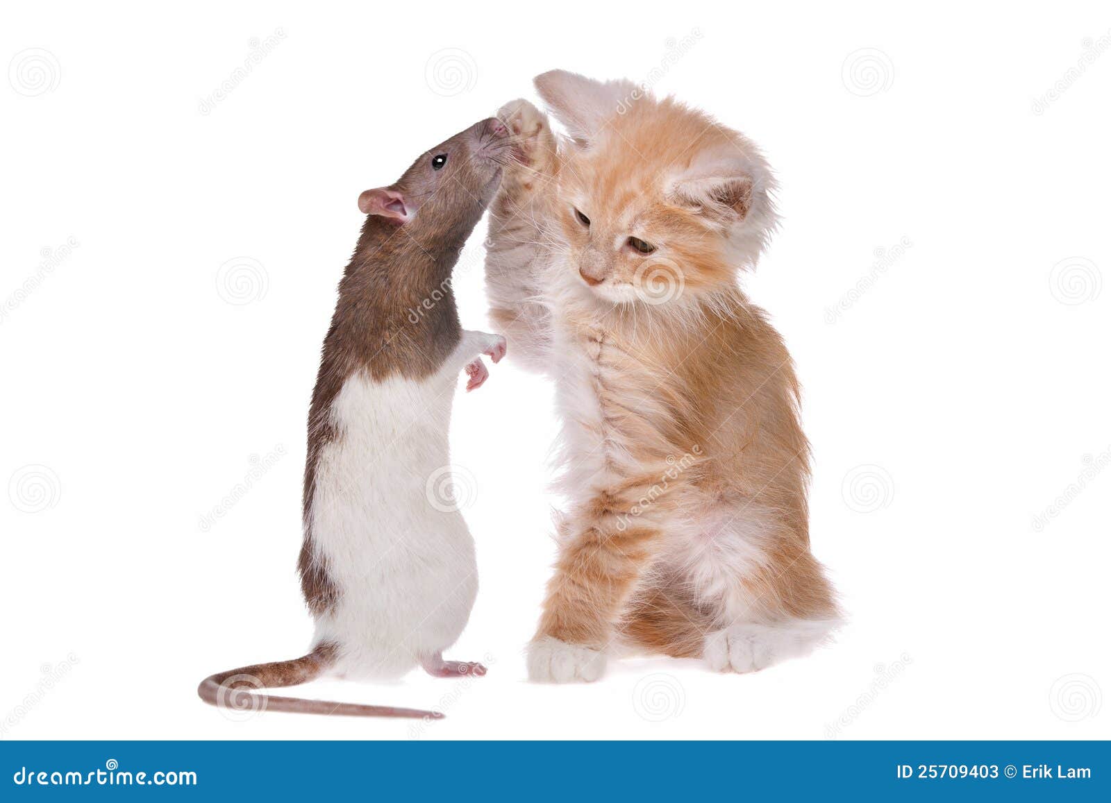 Rat and kitten stock image. Image of peaceful, feline 25709403