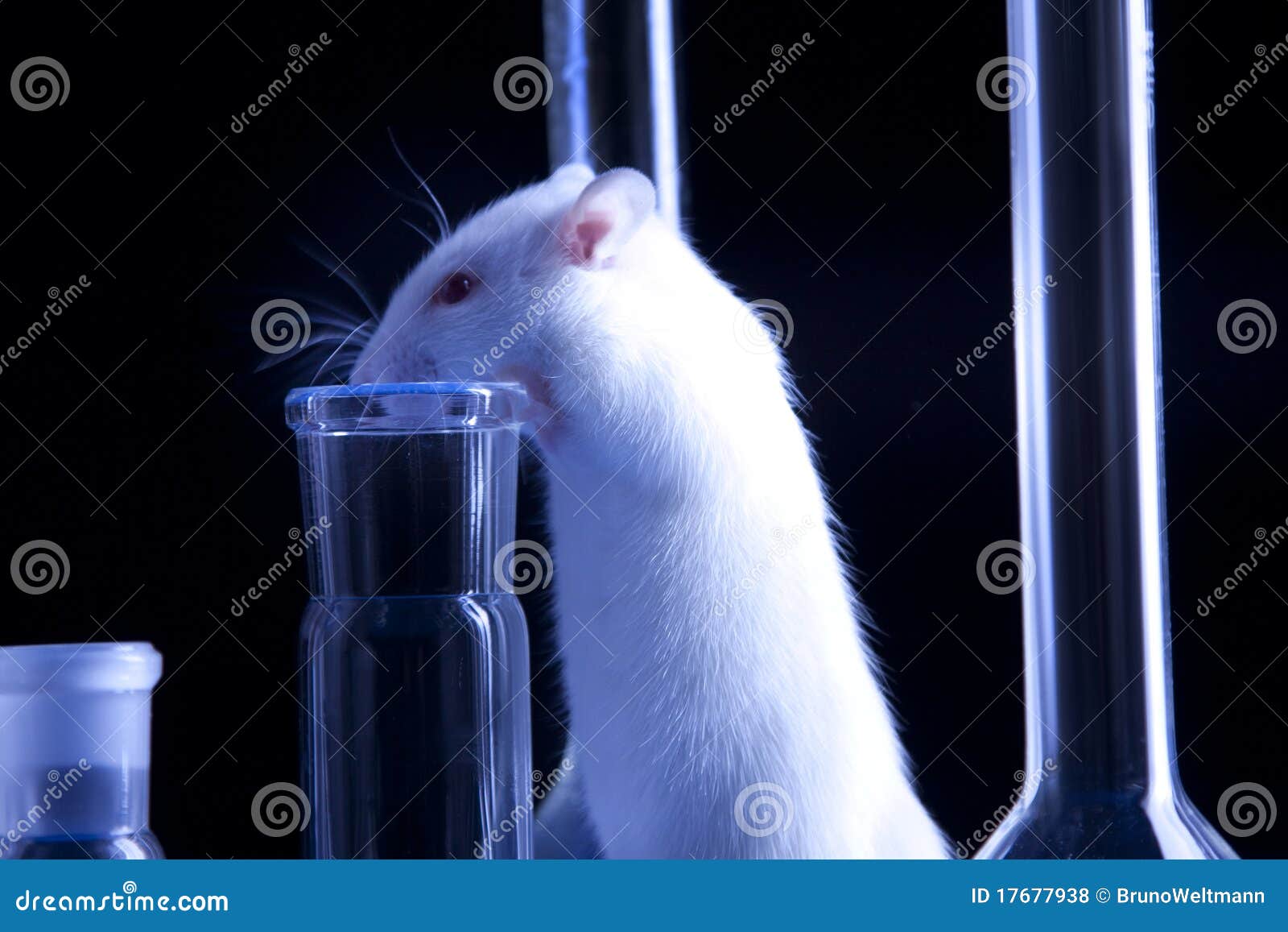 https://thumbs.dreamstime.com/z/rat-lab-animal-experiments-17677938.jpg?ct=jpeg