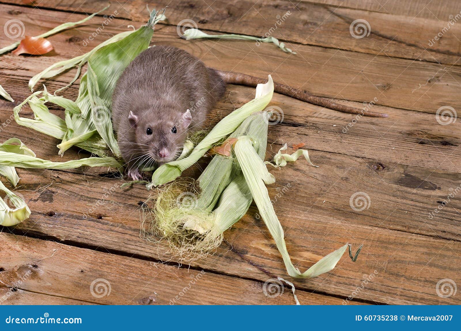 Rat and leaves of corn. stock photo. Image of wildlife 60735238