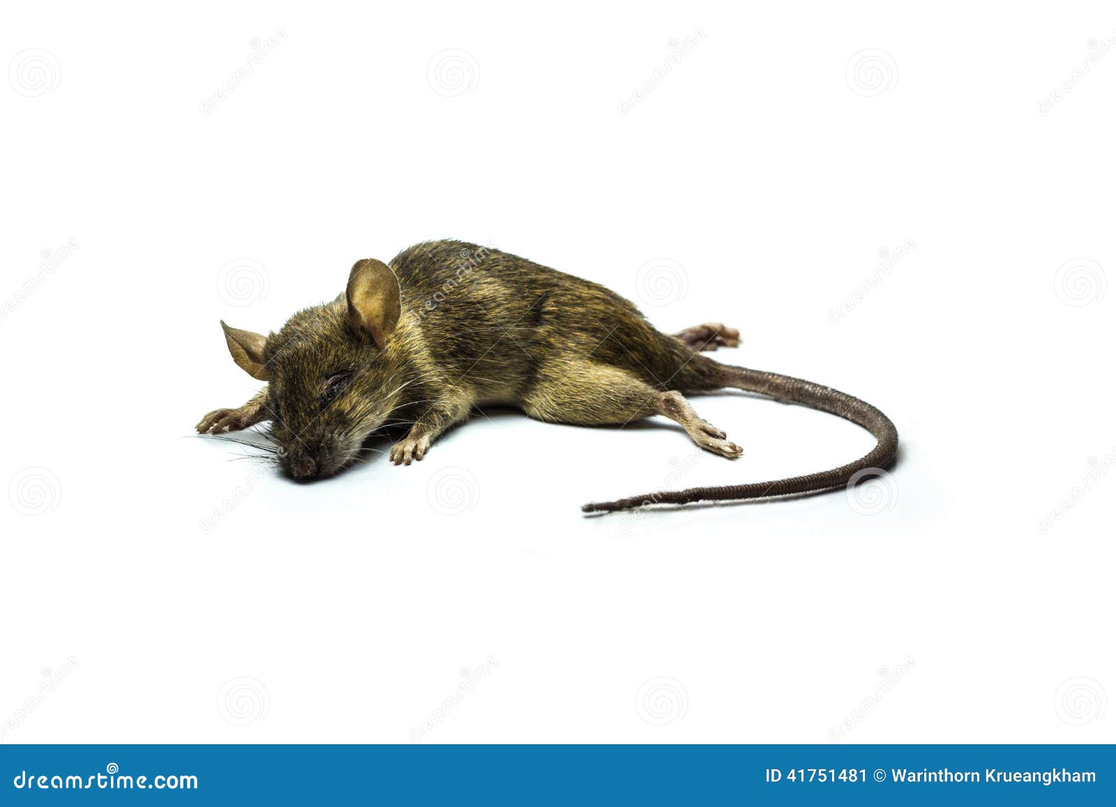 Rat mort image stock. Image du blanc, lifeless, animal 41751481