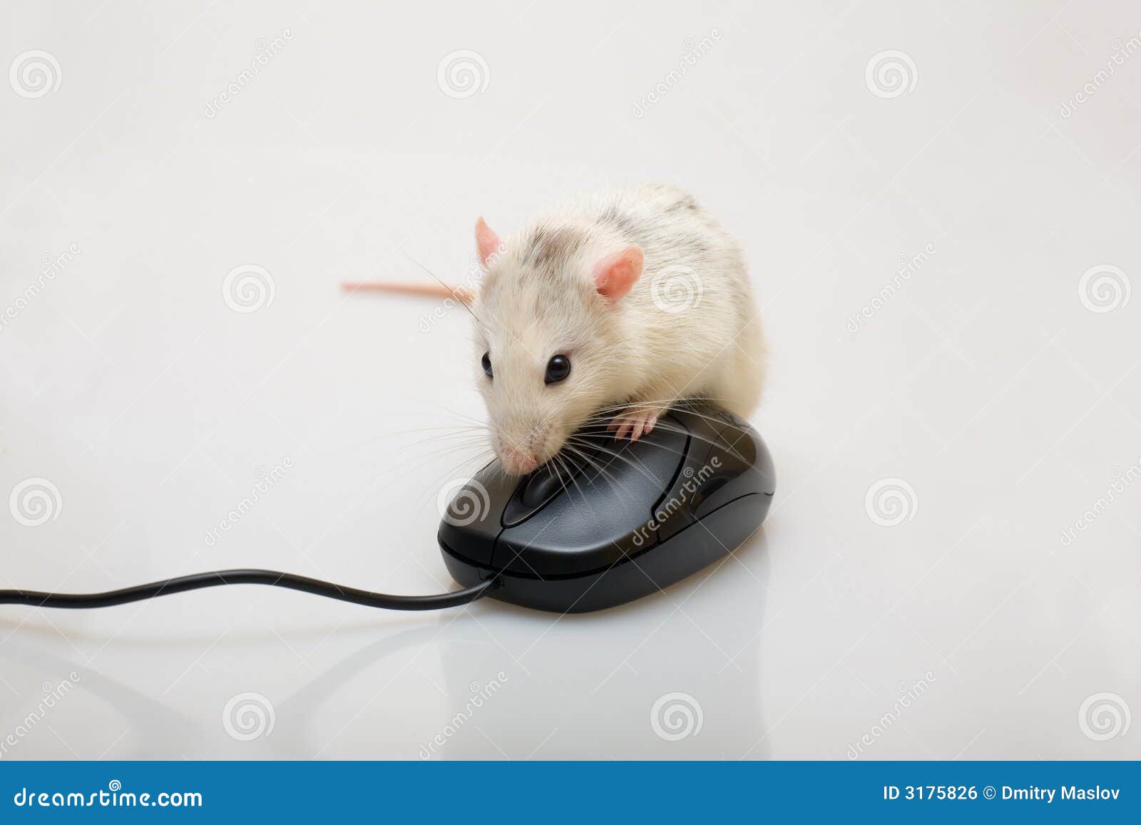 Rat and a mouse stock photo. Image of animals, head, rats 3175826