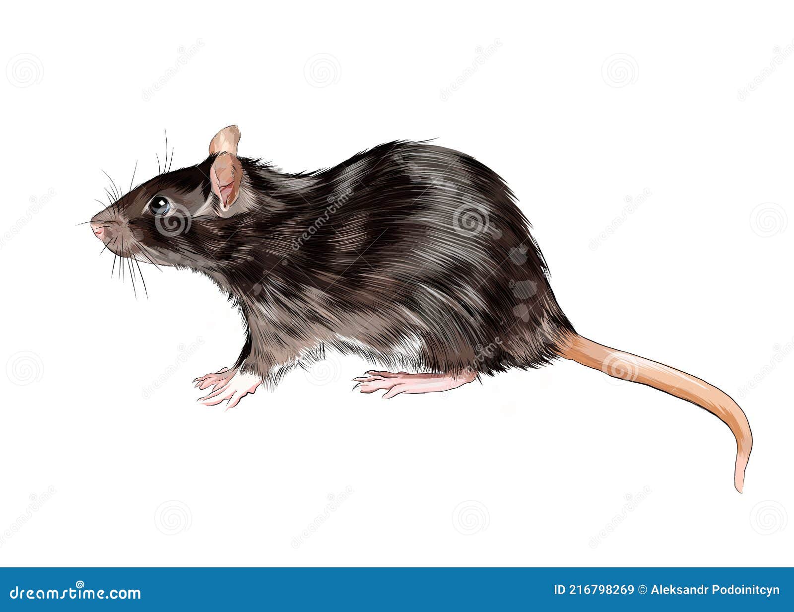 Rat, mouse from a splash of watercolor, colored... - Stock Illustration  [80345962] - PIXTA