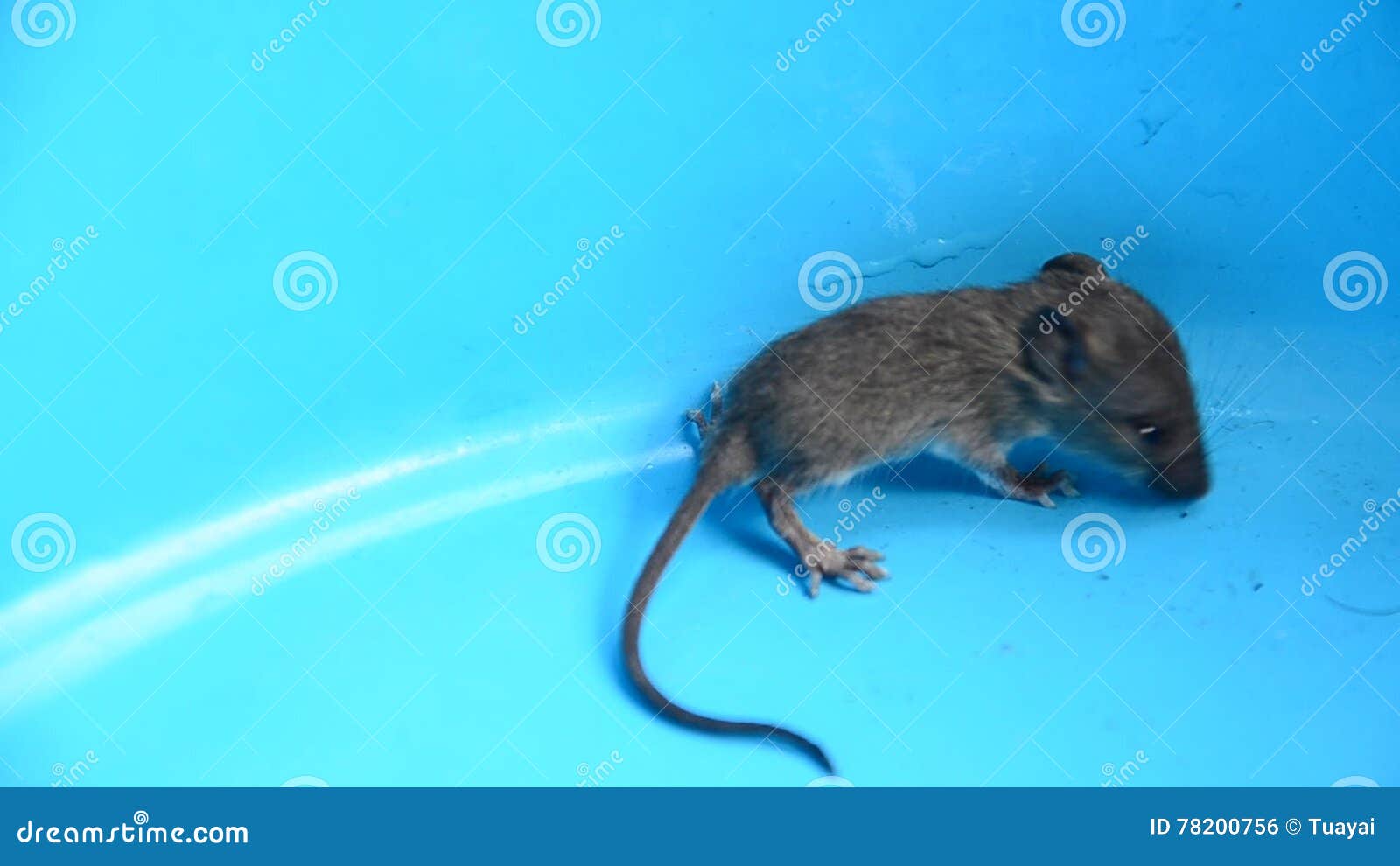 Rat Ou Souris De Bebe Banque De Videos Video Du Danger