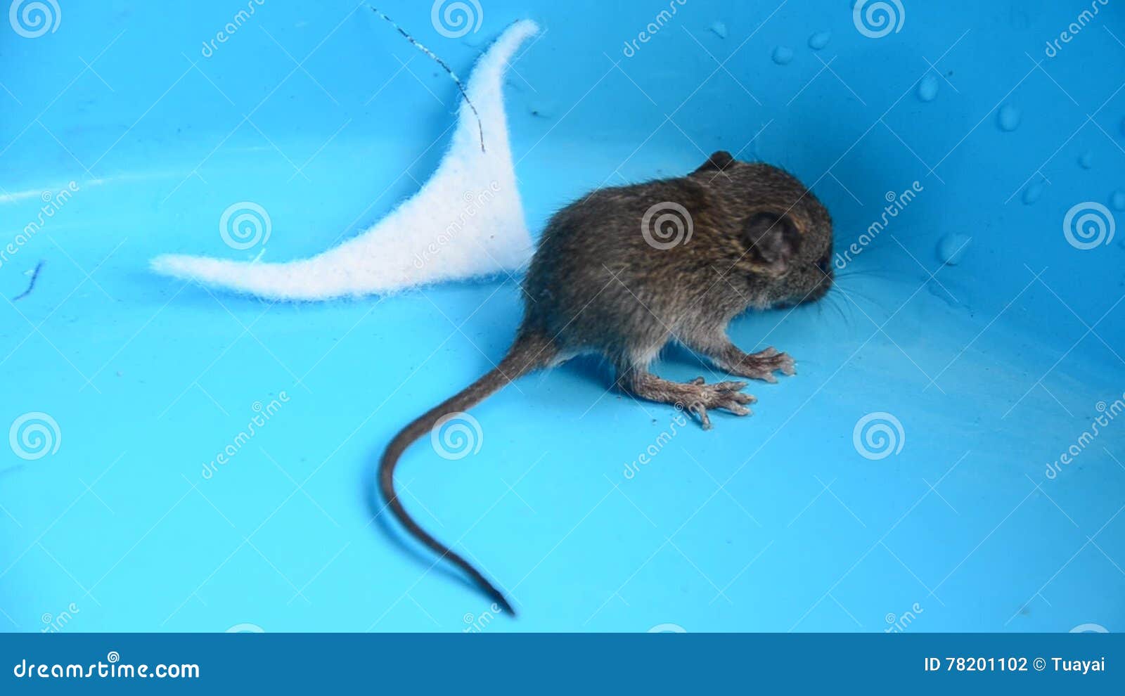 Rat Ou Souris De Bebe Banque De Videos Video Du Sauvage