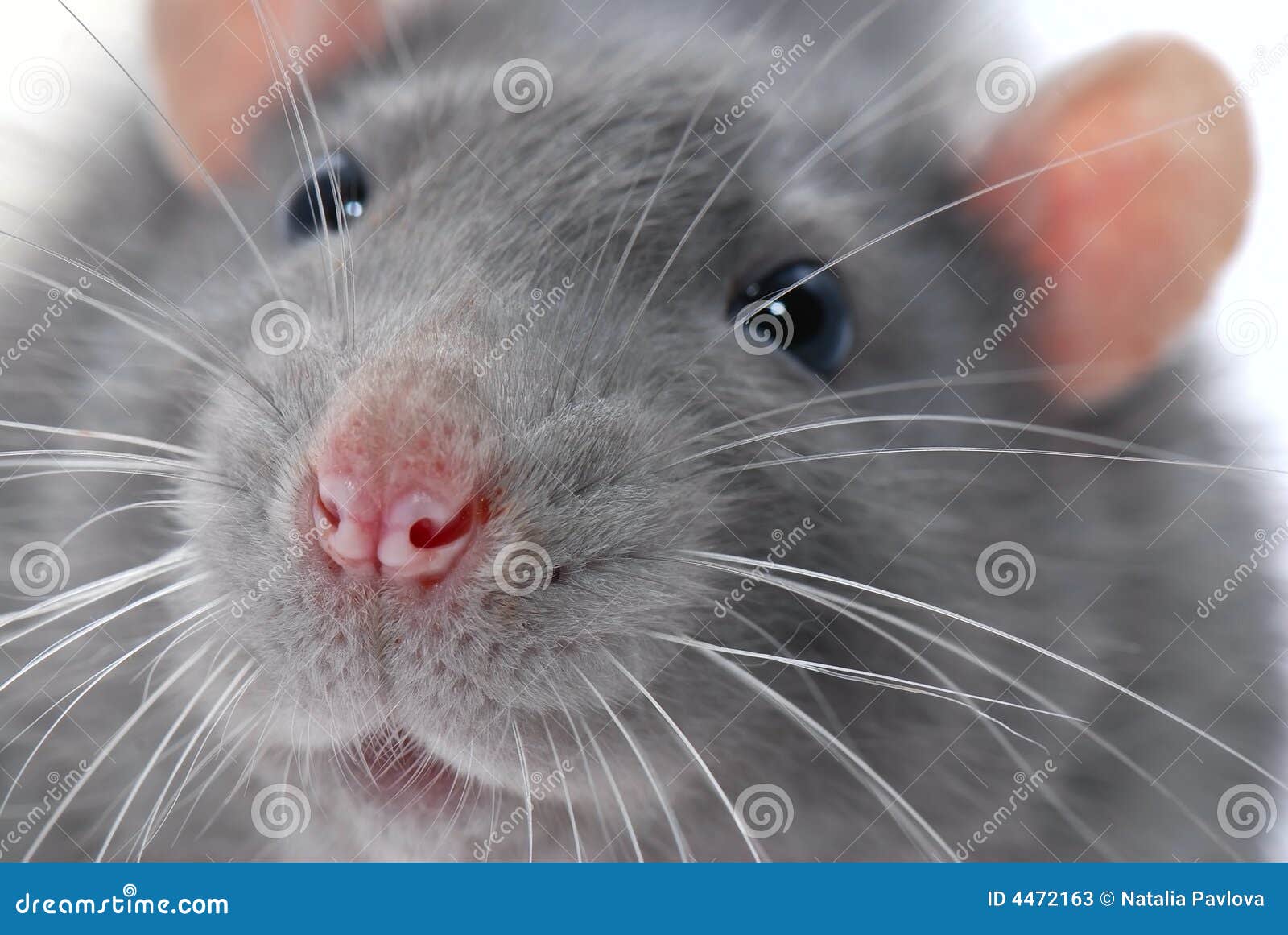 Rat's Face Stock Photos - Image: 4472163