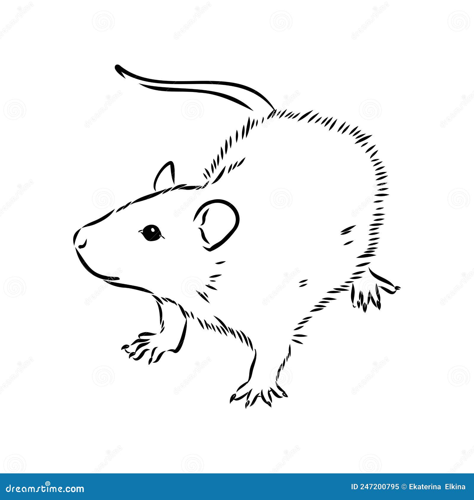 Rat Sketch Drawn by Hand. Black and White Vector Illustration Stock Vector Illustration of