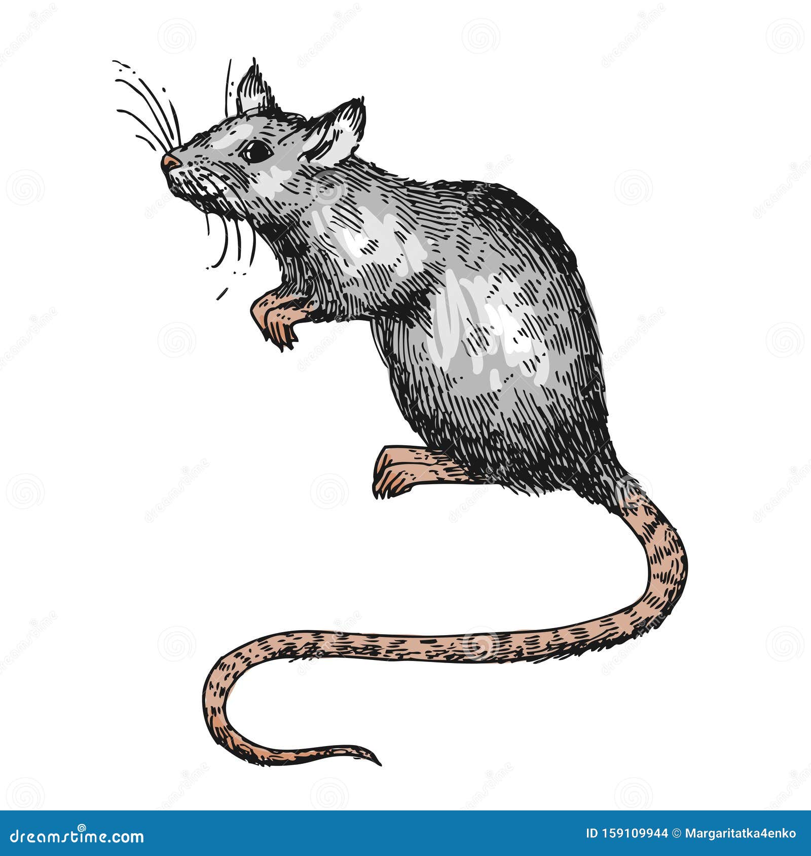 Drawing Outline Rat Vector Images over 1500