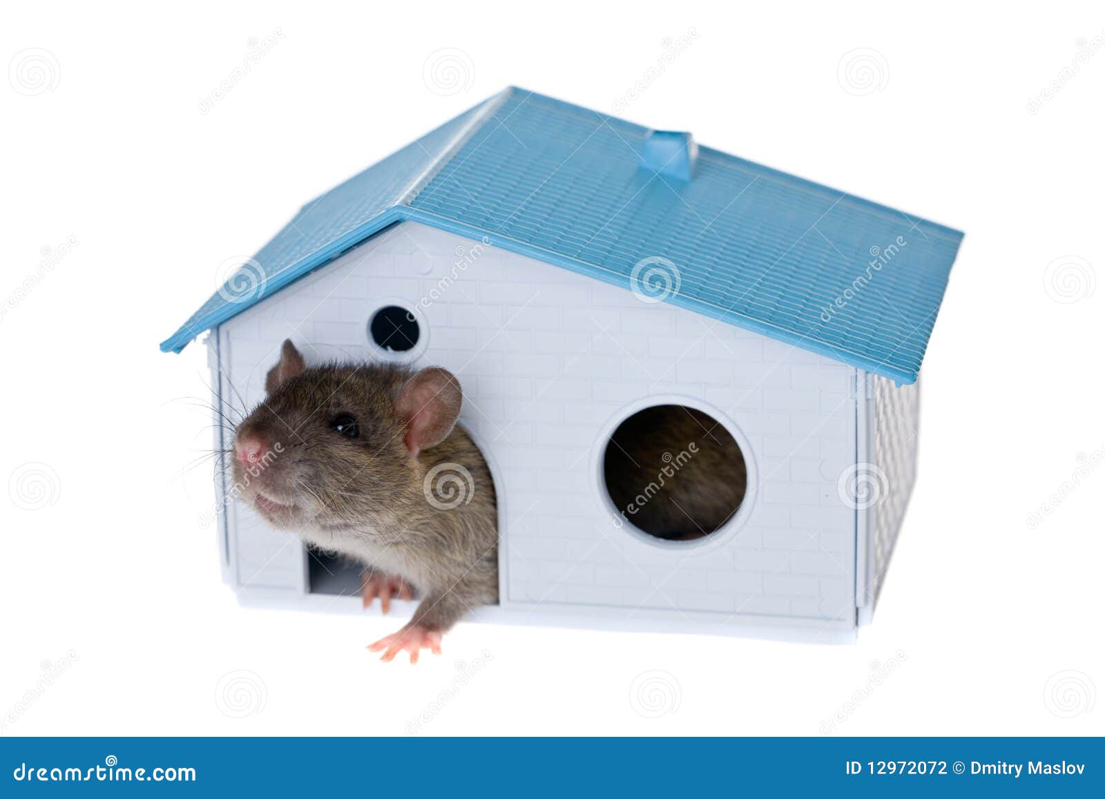 Rat in a small house stock photo. Image of rodent, fluffy 12972072