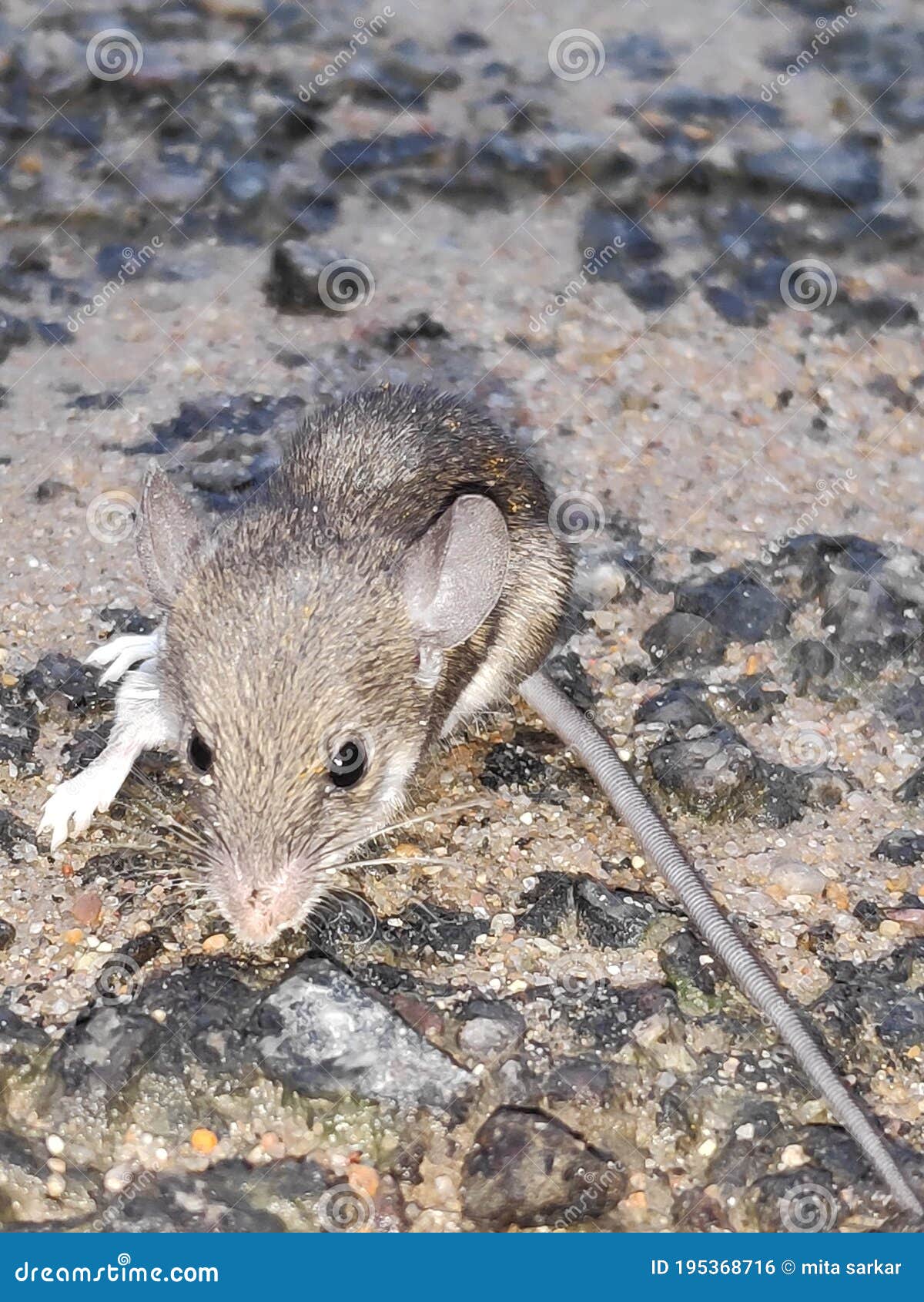 Rat on soil surface stock photo. Image of bird, squirrel 195368716
