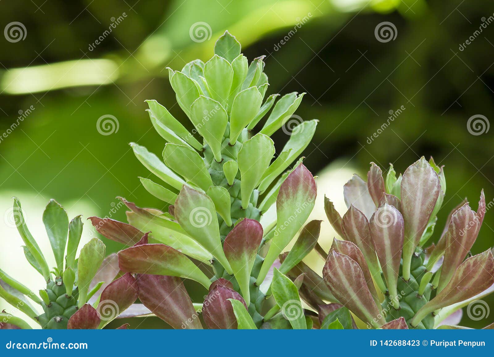 Rat Tail Cactus Is A Cactus Plant. Stock Image - Image of cactus