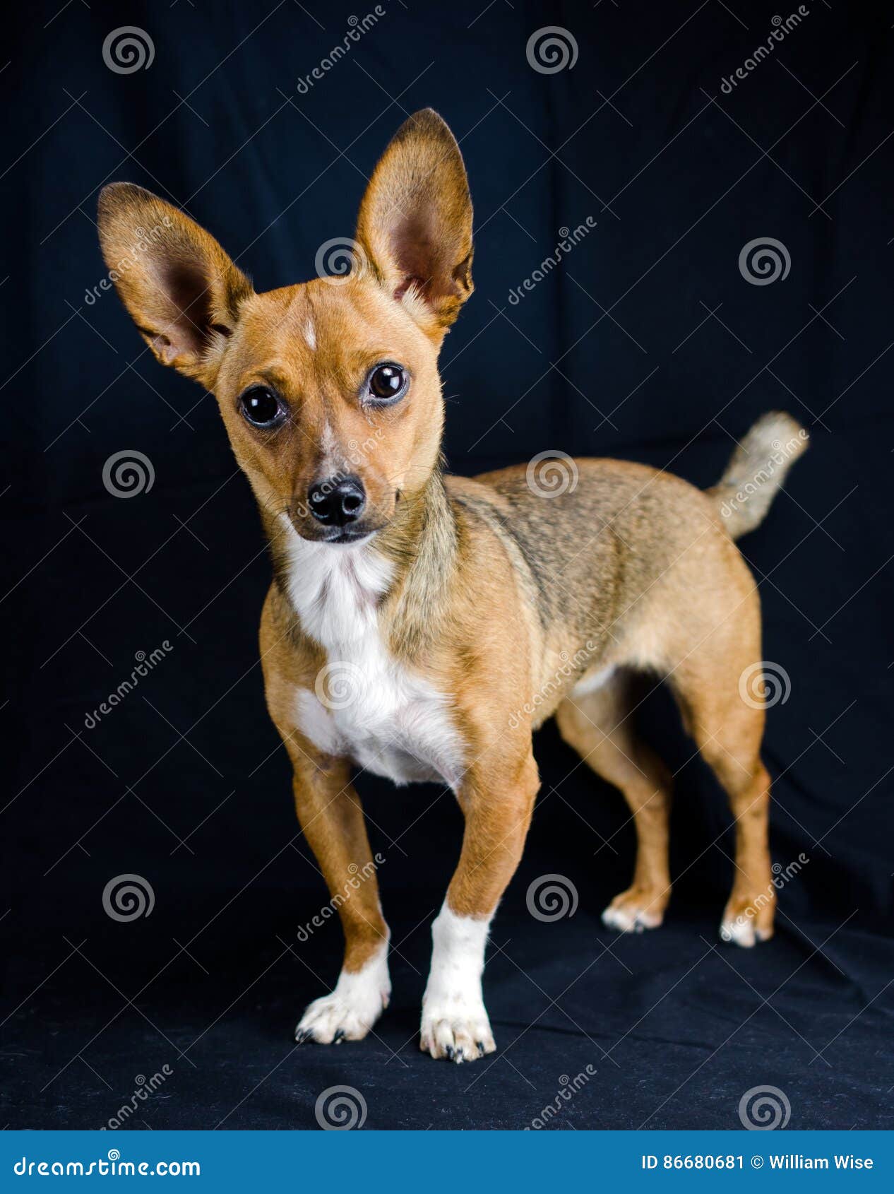 Rat Terrier Chihuahua Mixed Breed Dog Stock Image Image Of Companion Blond 86680681