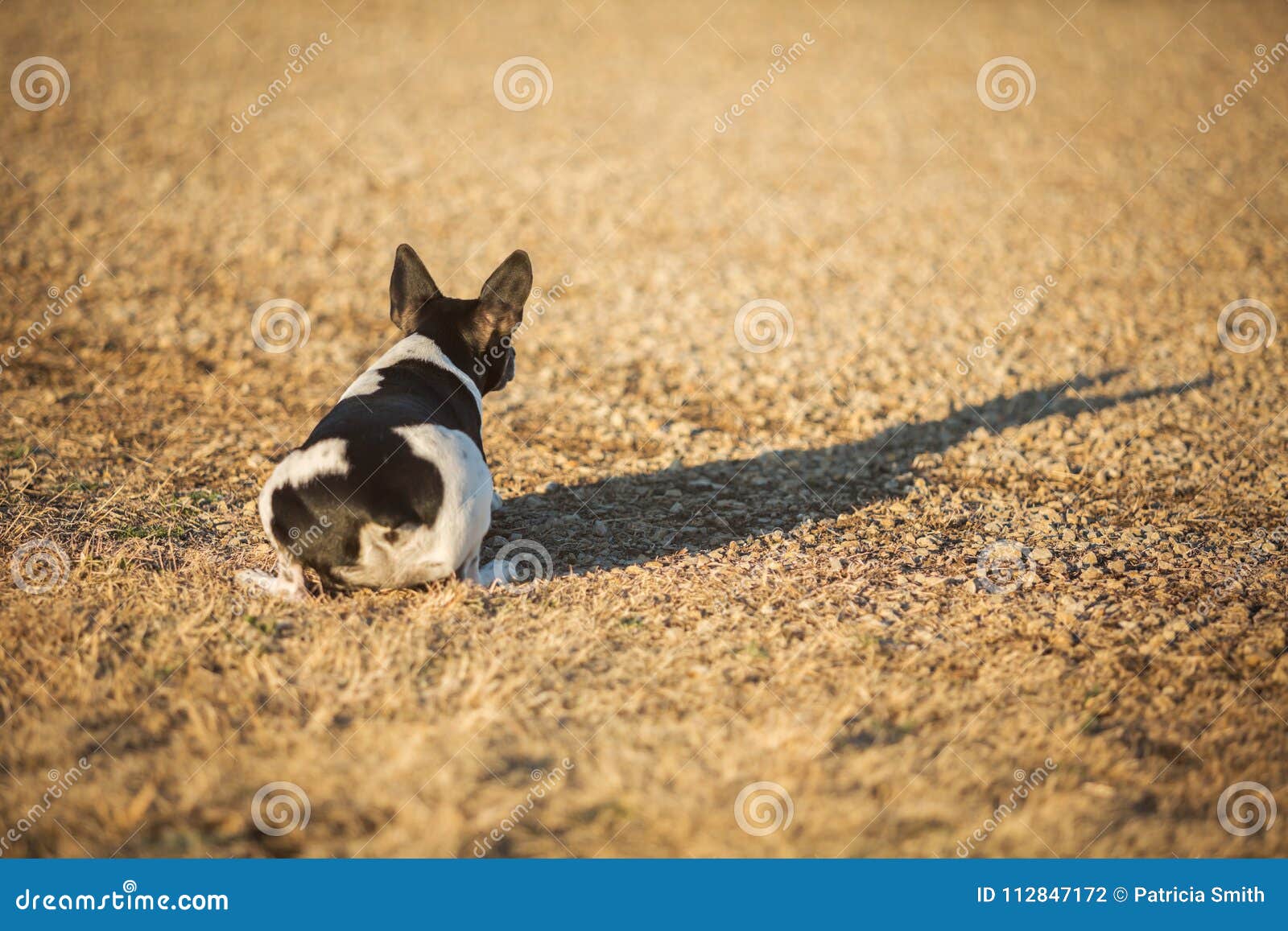 crouched rat terrier dog