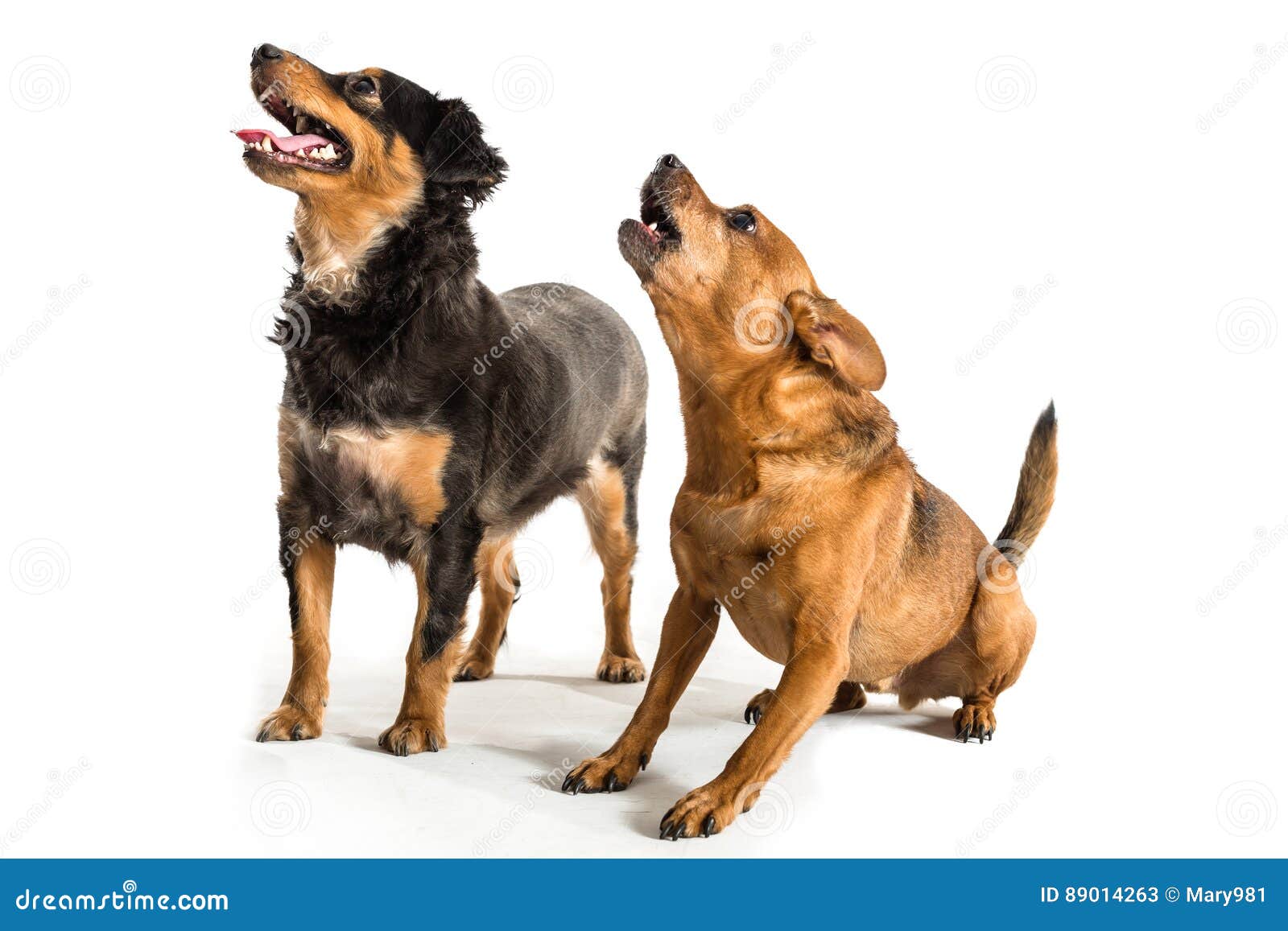 Rat Terrier and Mini Dachshund Stock Image Image of puppy, little