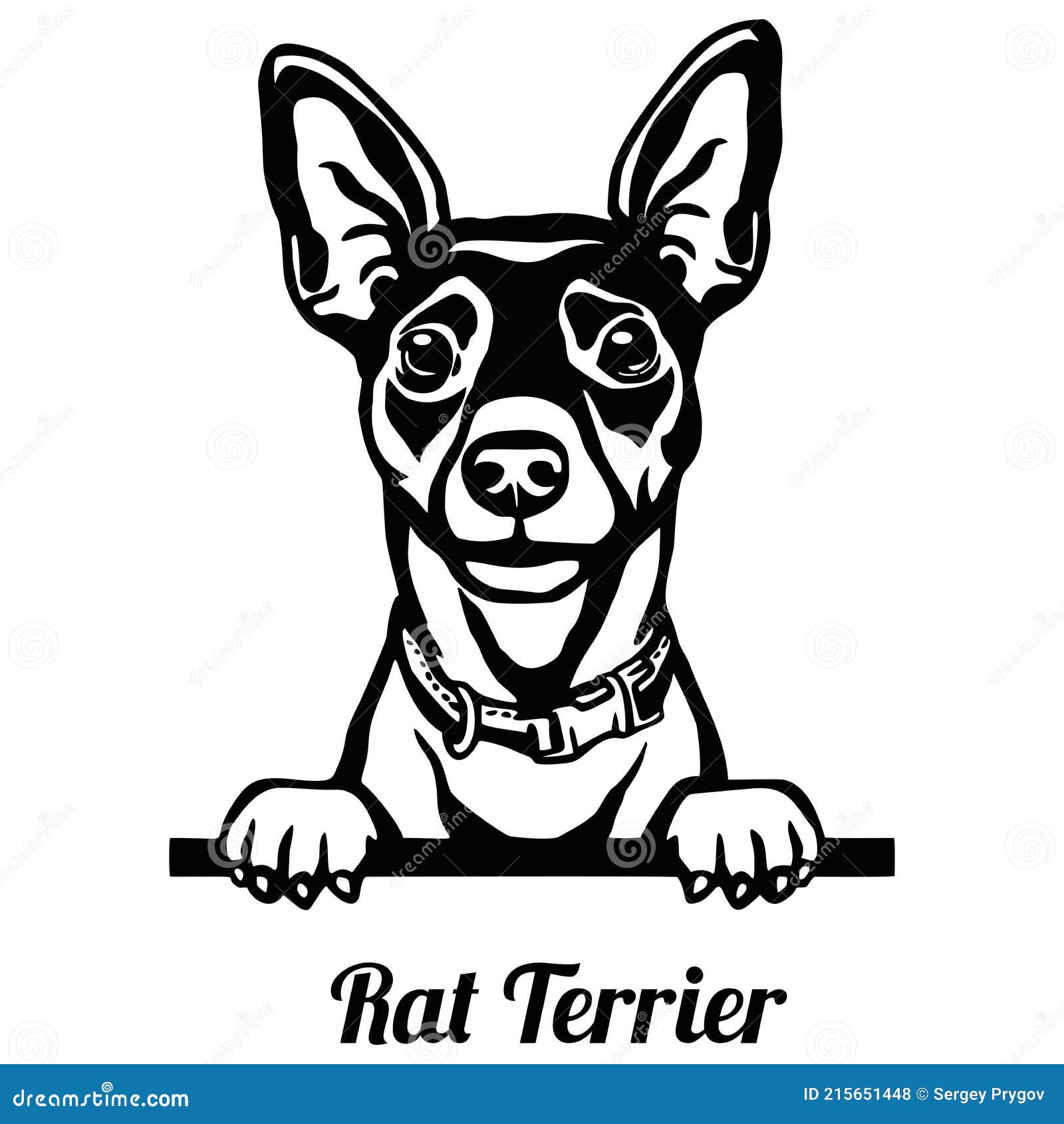 Rat Terrier Stock Illustrations – 217 Rat Terrier Stock Illustrations,  Vectors & Clipart - Dreamstime