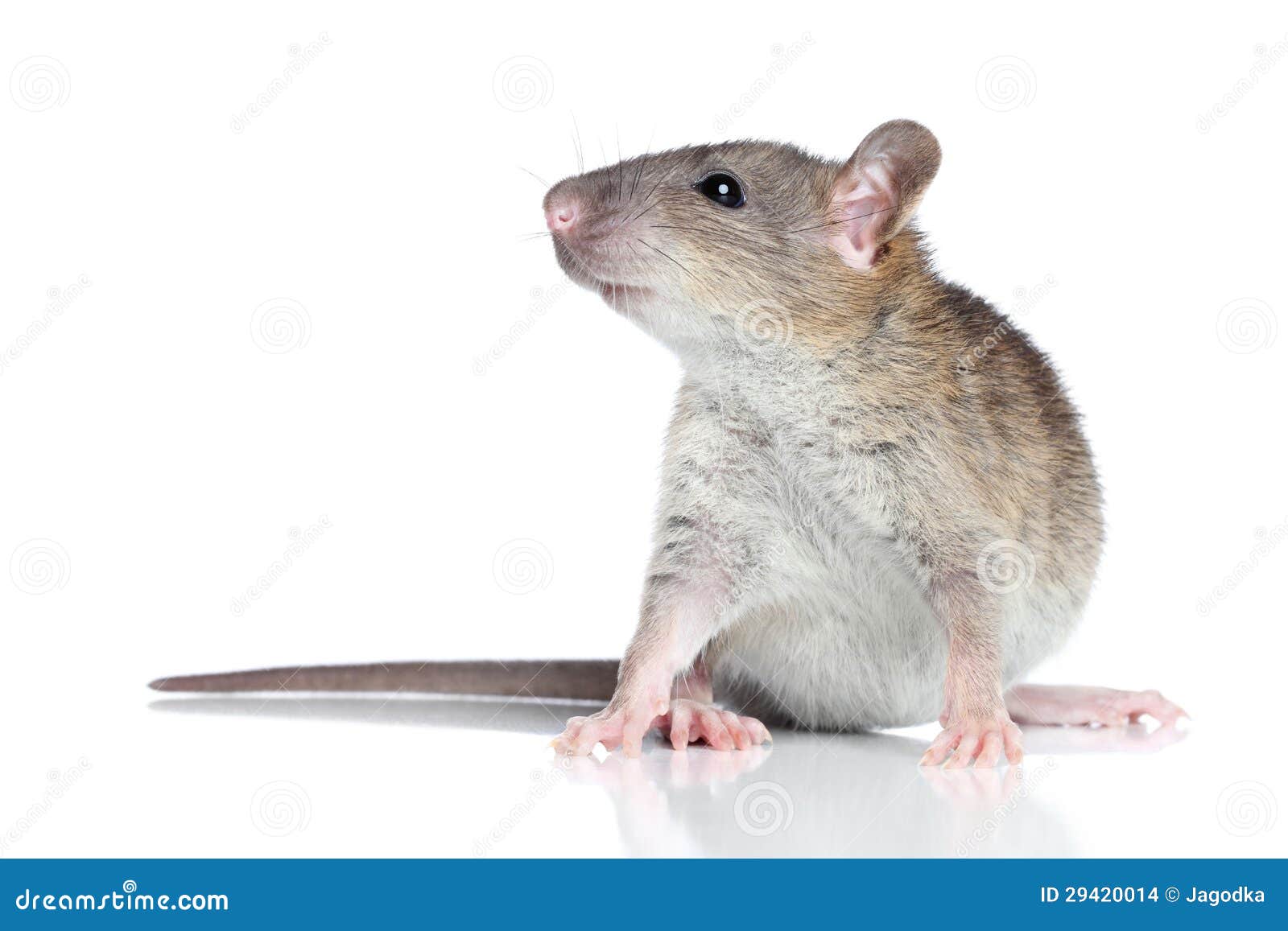 rat on a white background