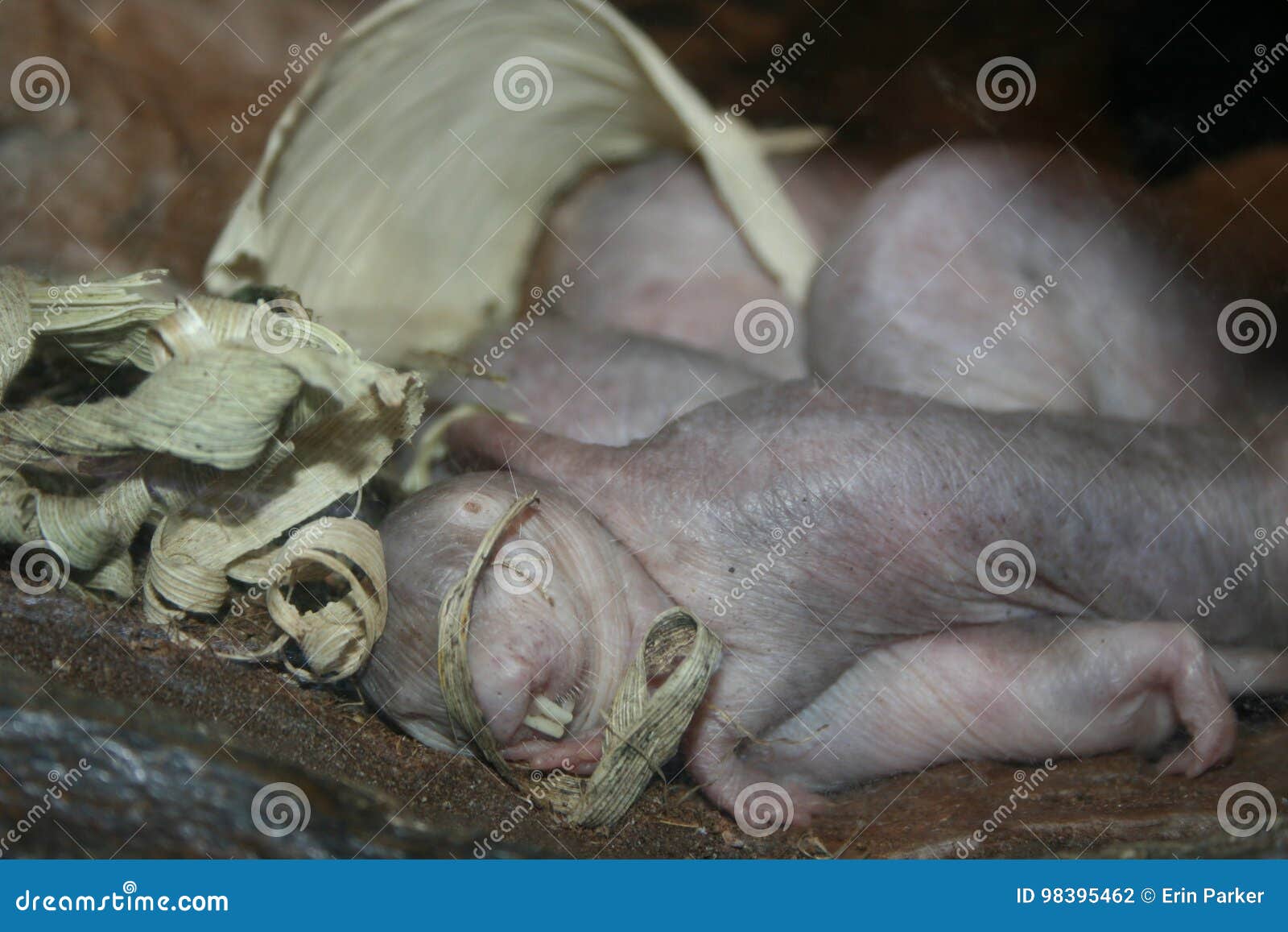 Rata De Topo Foto De Archivo Imagen De Litera Topo