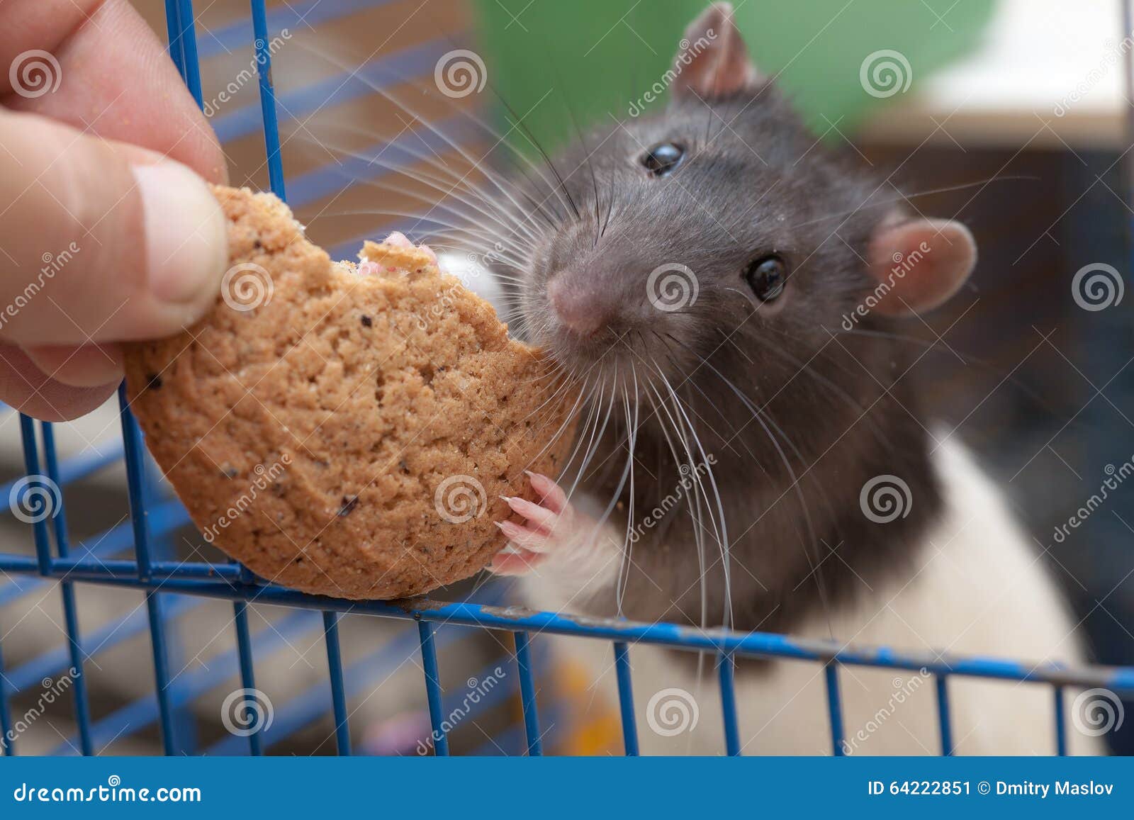 Можно крысам вареное яйцо. Крыса ест печенье. Крыска с печеньем. Крыса и печенька. Крыска с печенькой.