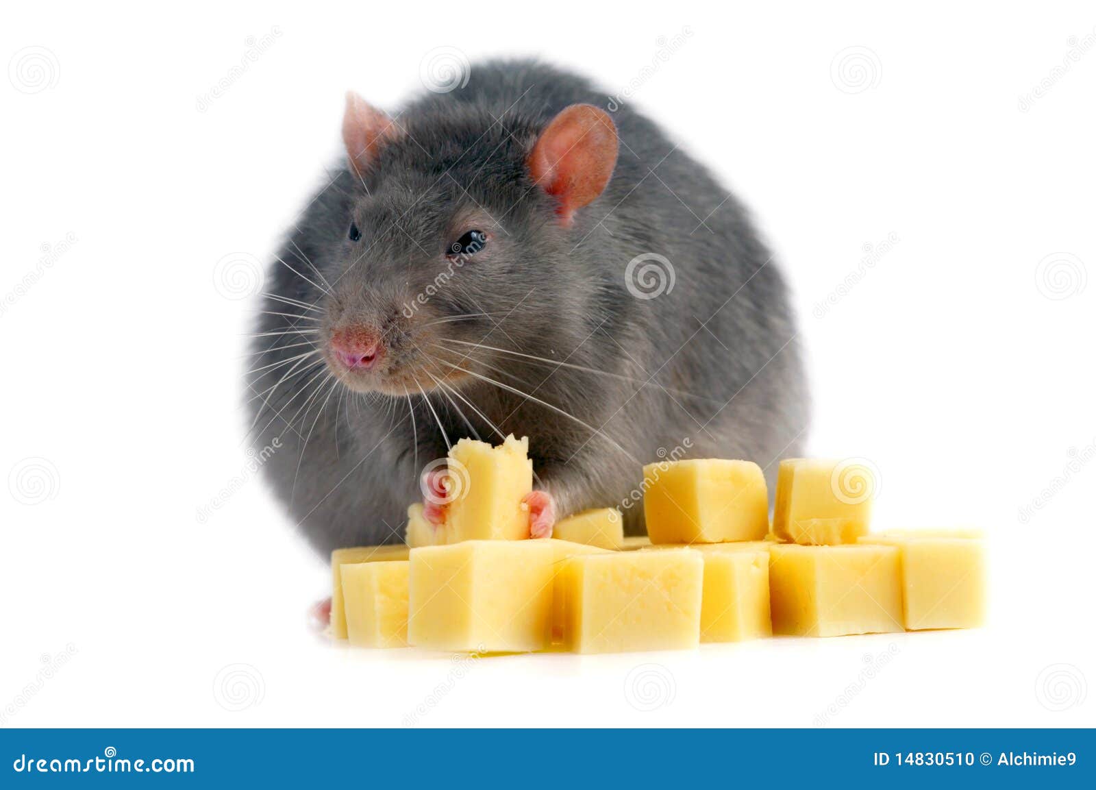Rata y queso foto de archivo. Imagen de perfumado, roedor 14830510