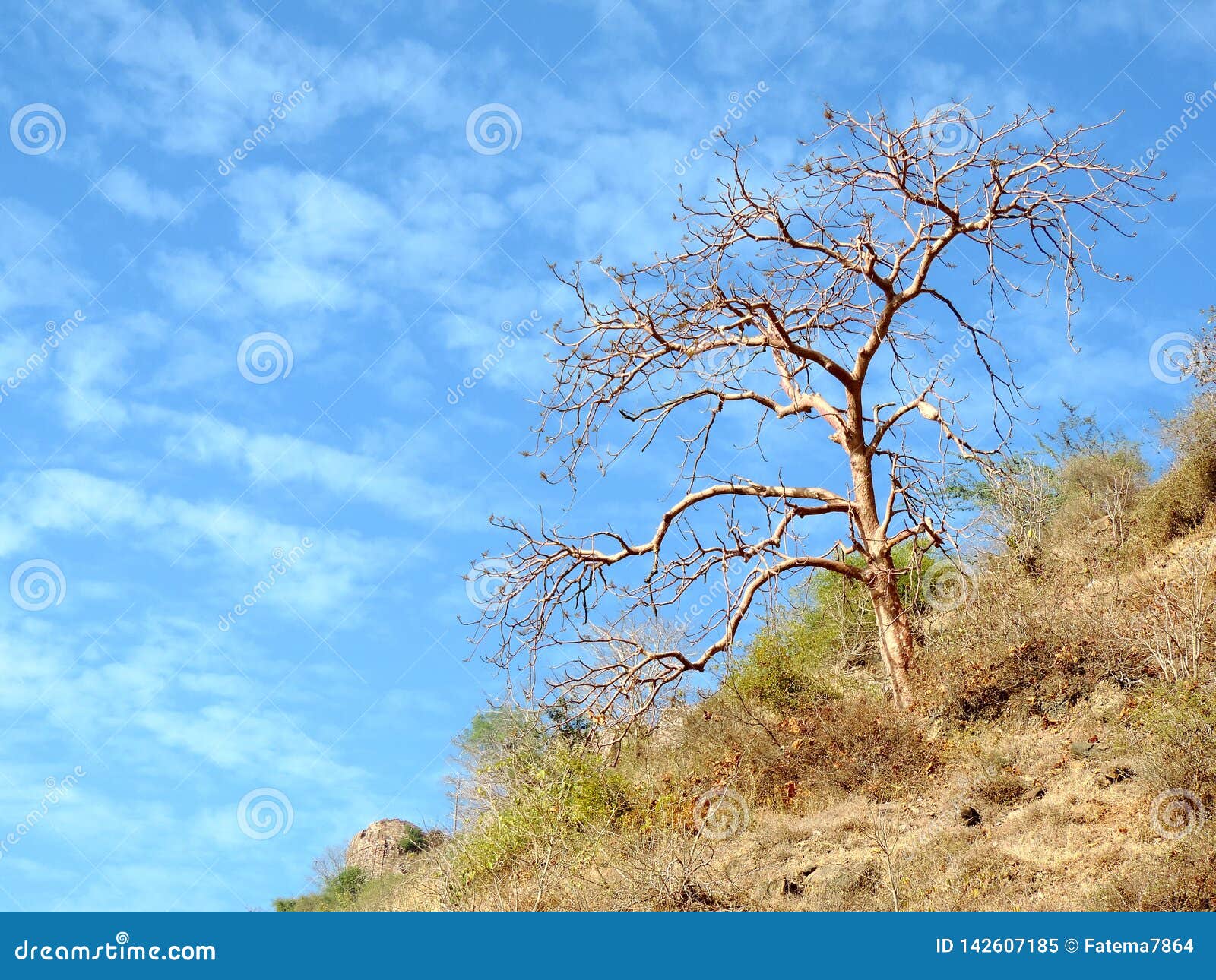 dry tree on the hill of ratangarh kheri in madhya pradesh, india