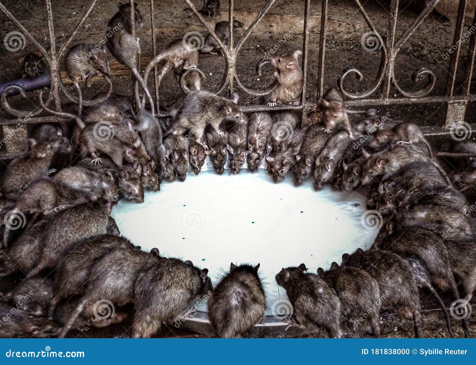 Ratas sagradas celebrando el templo karni mata en deshnoke cerca de los rajasthan del bikaner en el norte de la india. Un grupo de ratas rattus rattus rattus rattus sentadas alrededor de un gran tazón y bebiendo de la leche dada por los fieles en el templo karni mata el famoso templo de rata en deshnoke cerca de la bikaner rajasthan india.