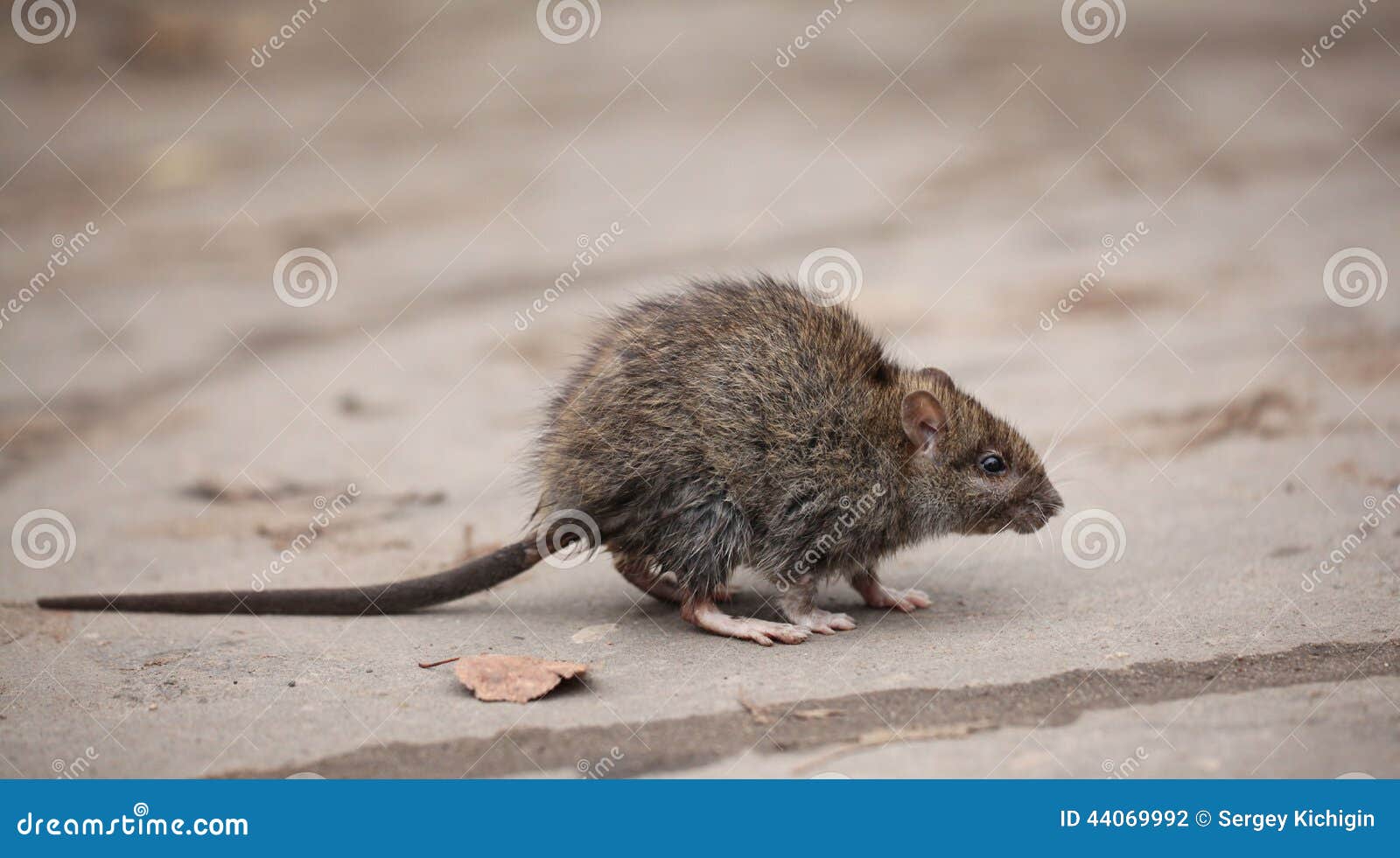 Rato Enorme Encontrado Numa Casa. Imagem de Stock - Imagem de rato, réptil:  215417435