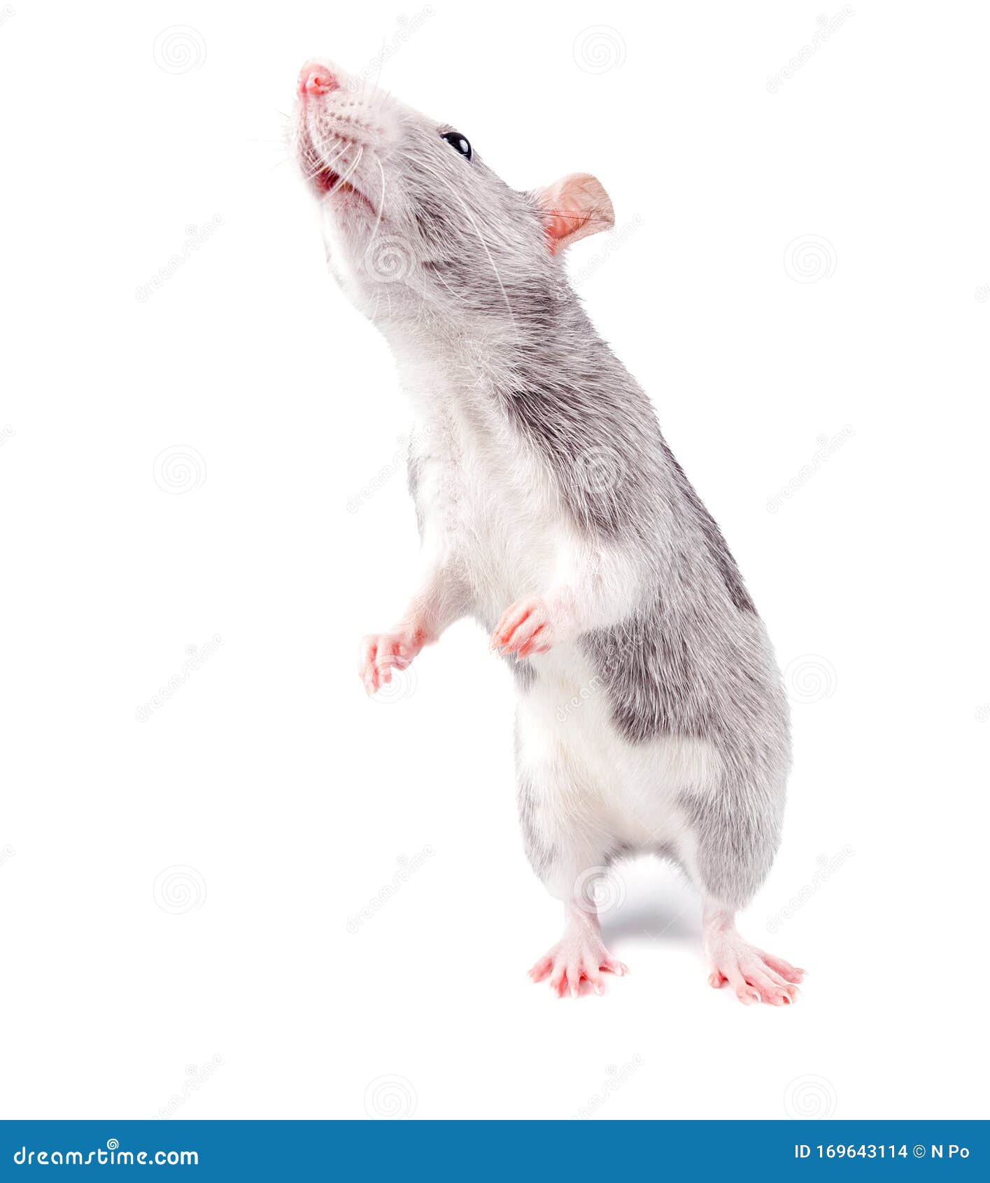 Rato no banheiro sobe na perna da pessoa