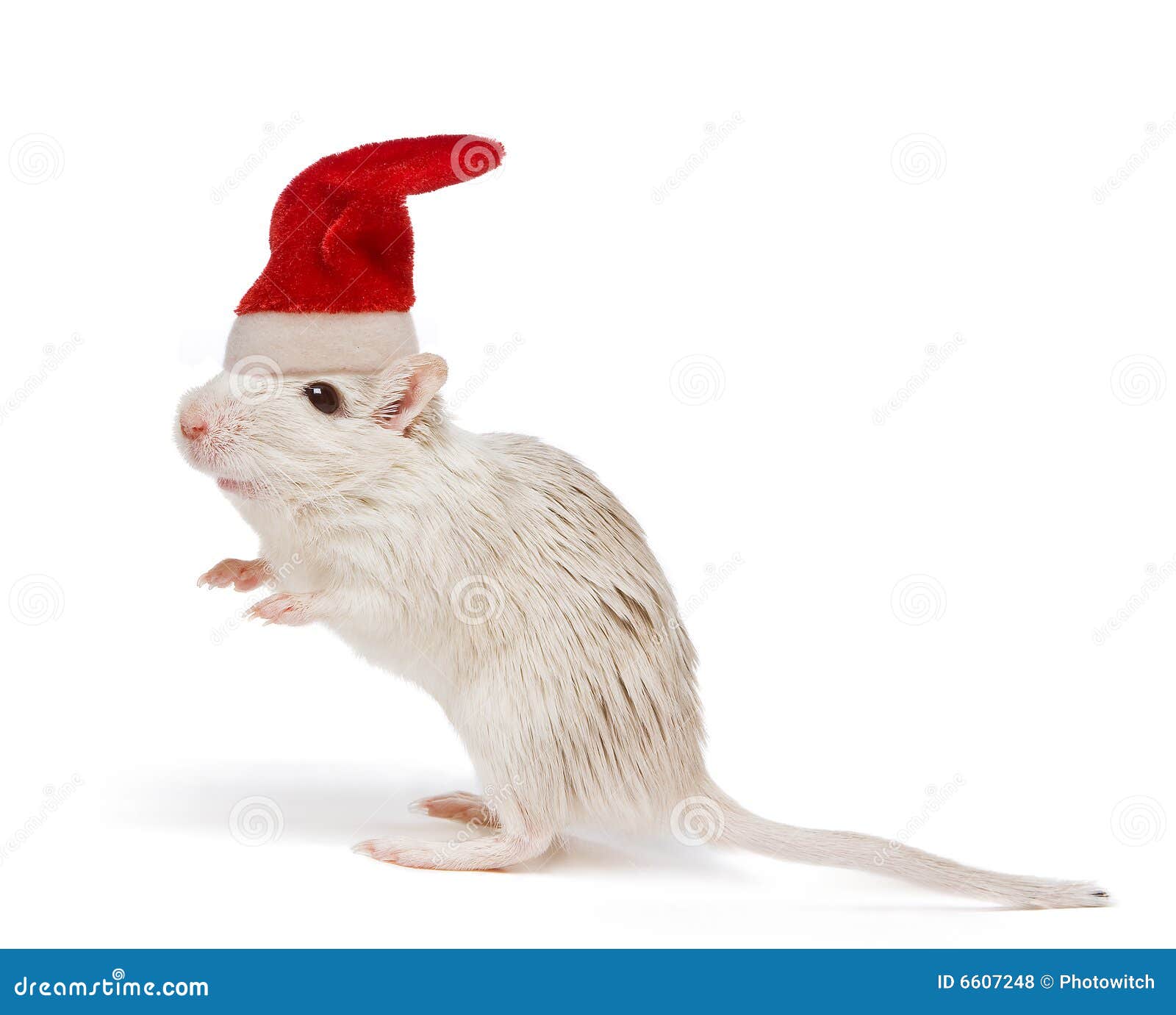 Rato do Natal foto de stock. Imagem de humor, olhar, pelaria - 6607248 Rato do Natal foto de stock. Imagem de humor, olhar, pelaria - 6607248