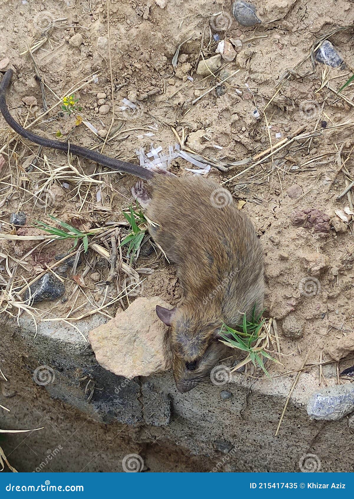 Rato Enorme Encontrado Numa Casa. Imagem de Stock - Imagem de rato, réptil:  215417435