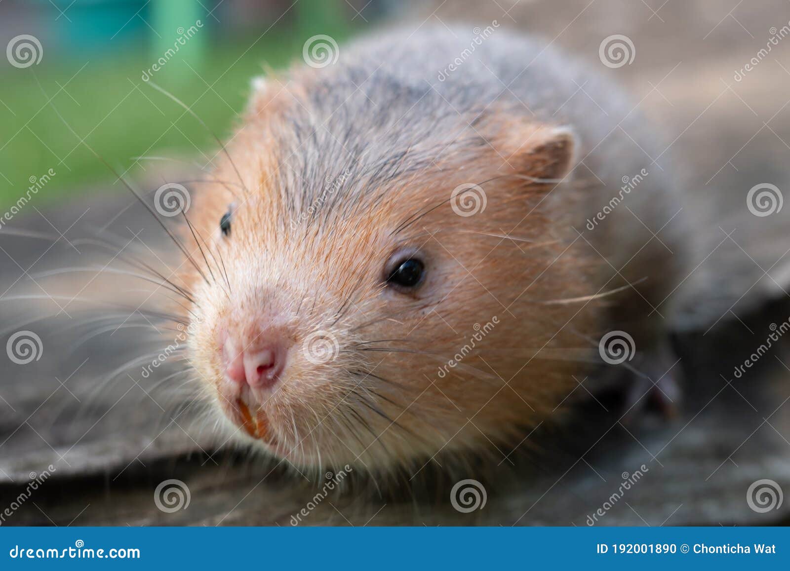 Rato Mole Ou Rato De Bambu Grande No Jardim Foto de Stock - Imagem