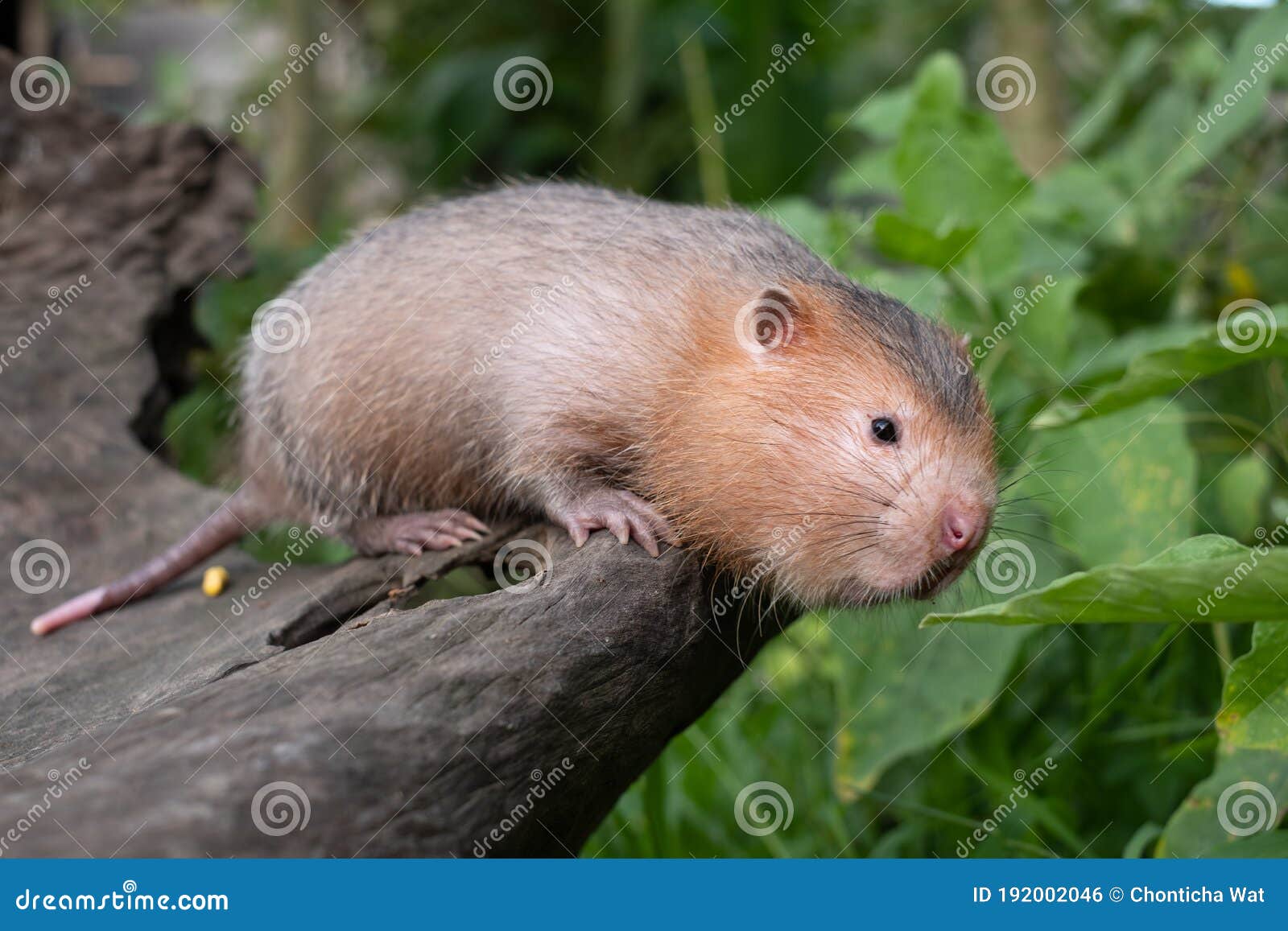 Rato Mole Ou Rato De Bambu Grande No Jardim Foto de Stock - Imagem