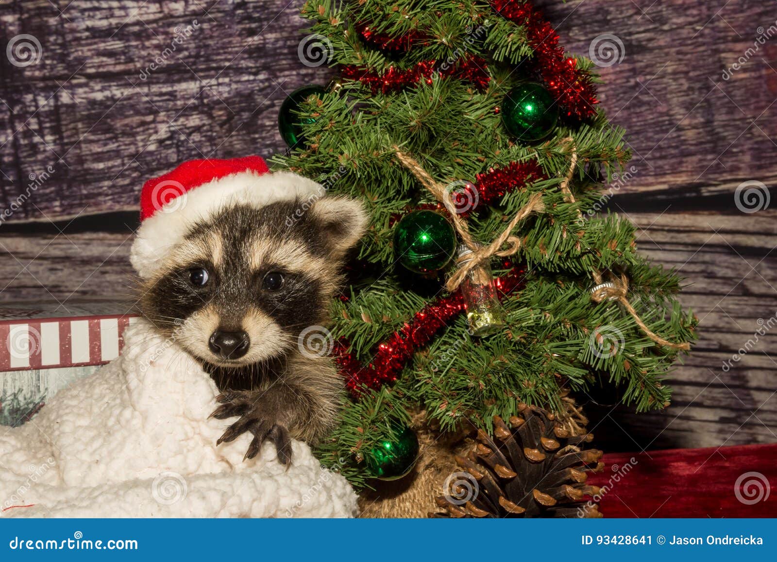 Raton Laveur Et Renne Dessin Animé Kawaii Joyeux Noël Carte De Voeux