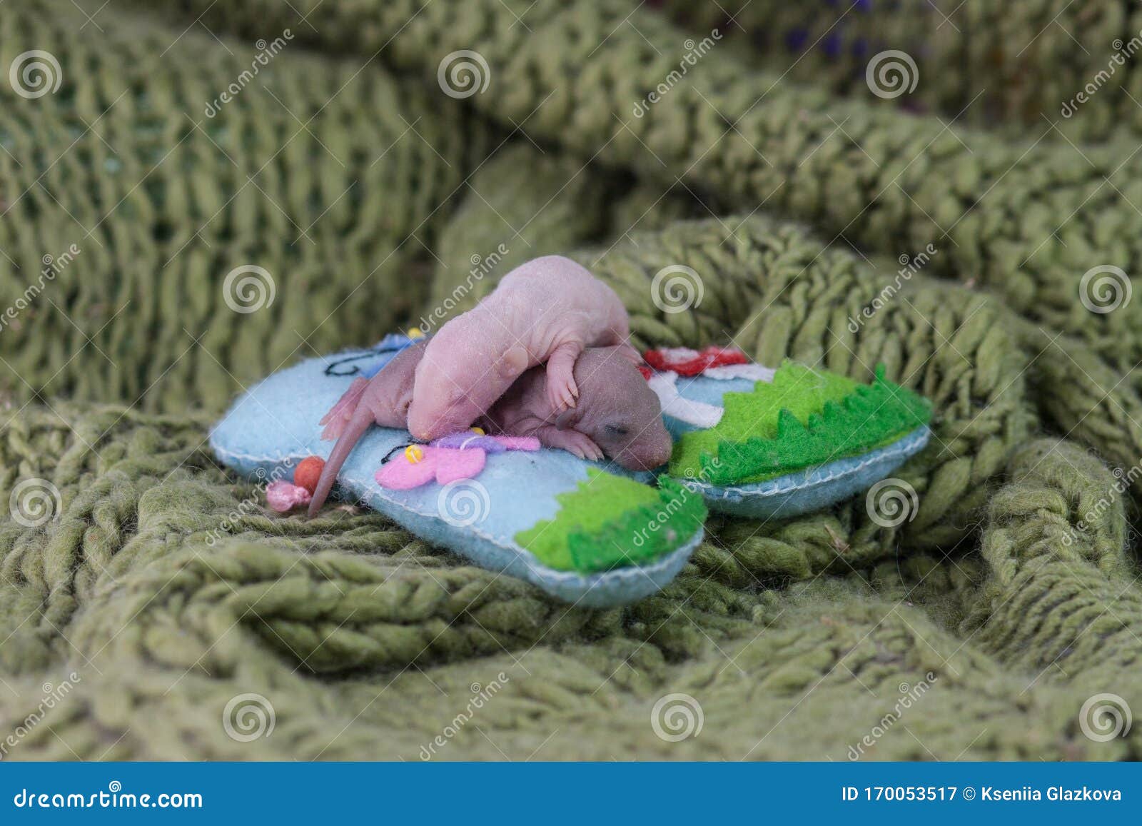 Ratos Bebês Estão Dormindo Uma Família De Ratos Recém-nascidos Símbolo  Imagem de Stock - Imagem de oriente, prosperidade: 170053517