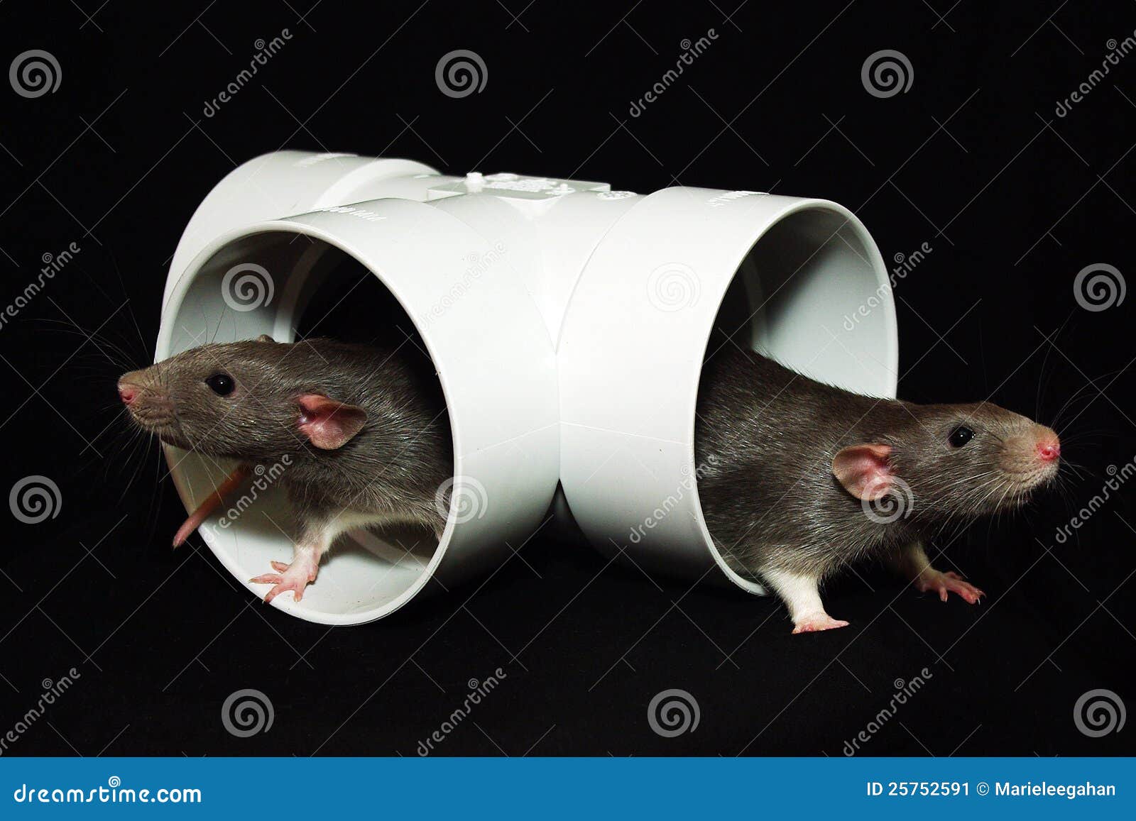 rats brothers