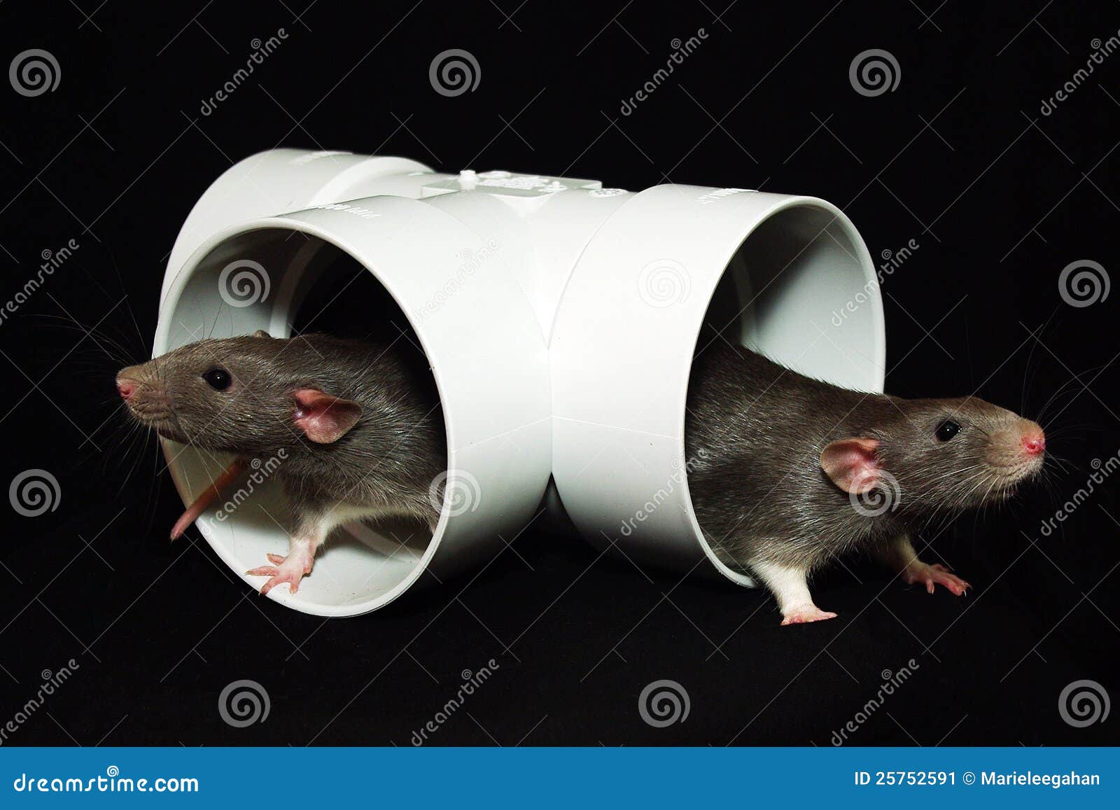 Rats brothers stock image. Image of animal, animals, tuyau 25752591