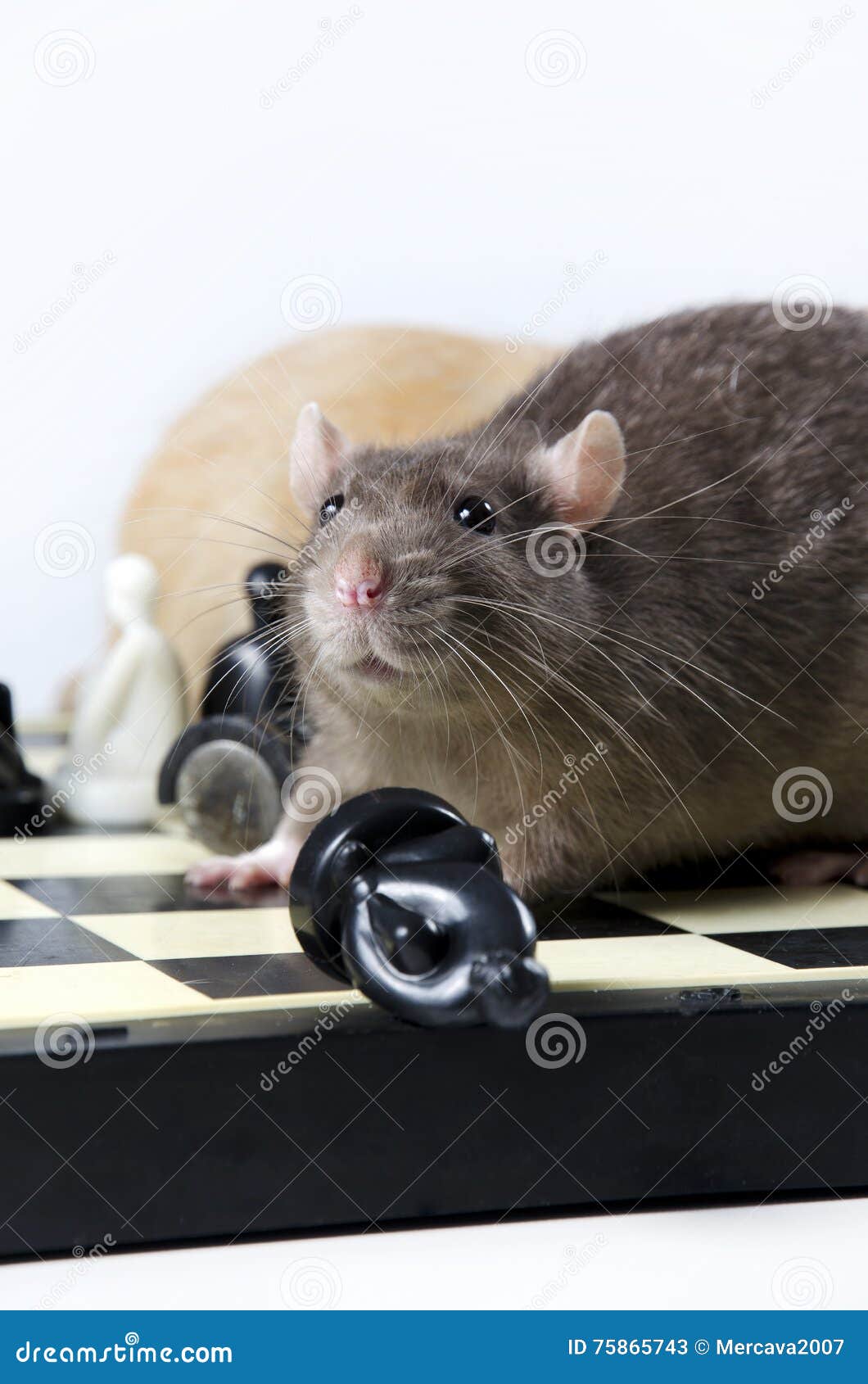 Rats and chess. stock image. Image of animals, mouse 75865743