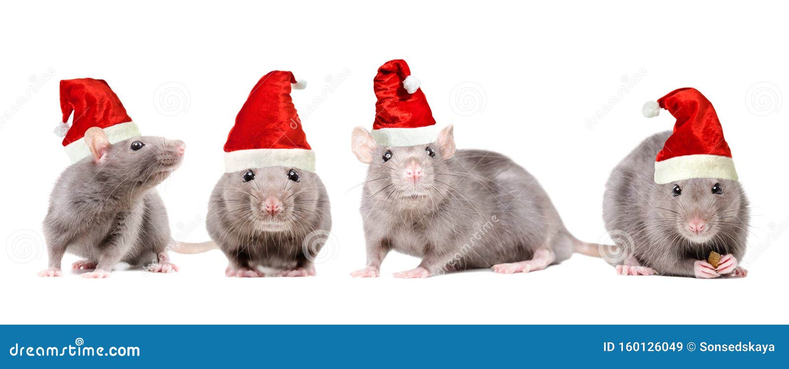 Rats in a Christmas caps stock image. Image of greeting 160126049