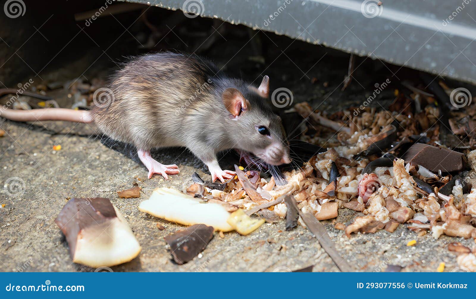 Rats in the City Eat Garbage Stock Illustration Biology Diagrams